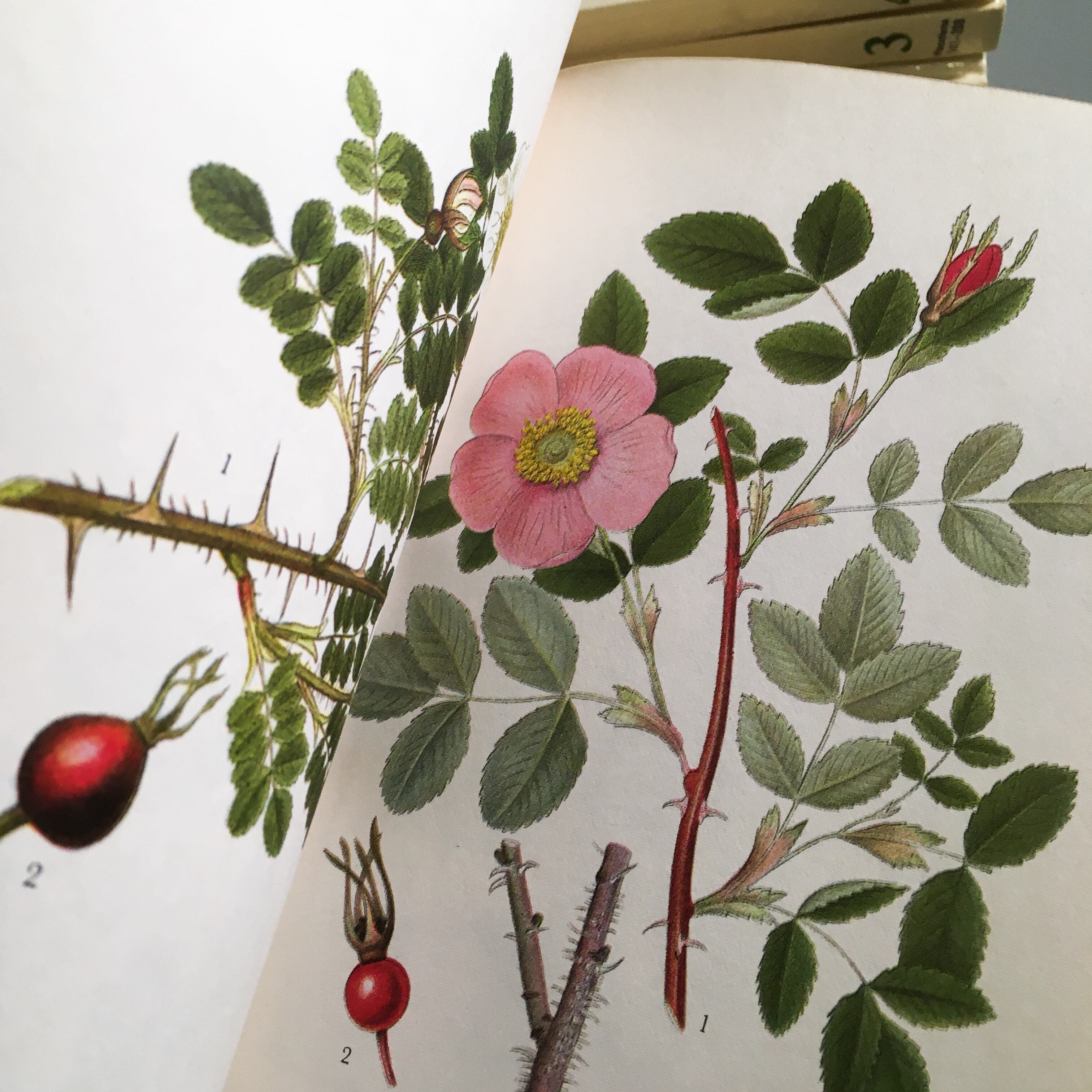 バーゲンで 希少 Ii Flora Nordens スウェーデンの植物図鑑 1965年 洋書 Aixvision Fr