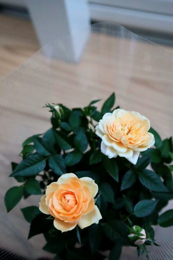 花苗 ミニバラ 『モカフェローズ』 3.5号硬質ポット 薔薇