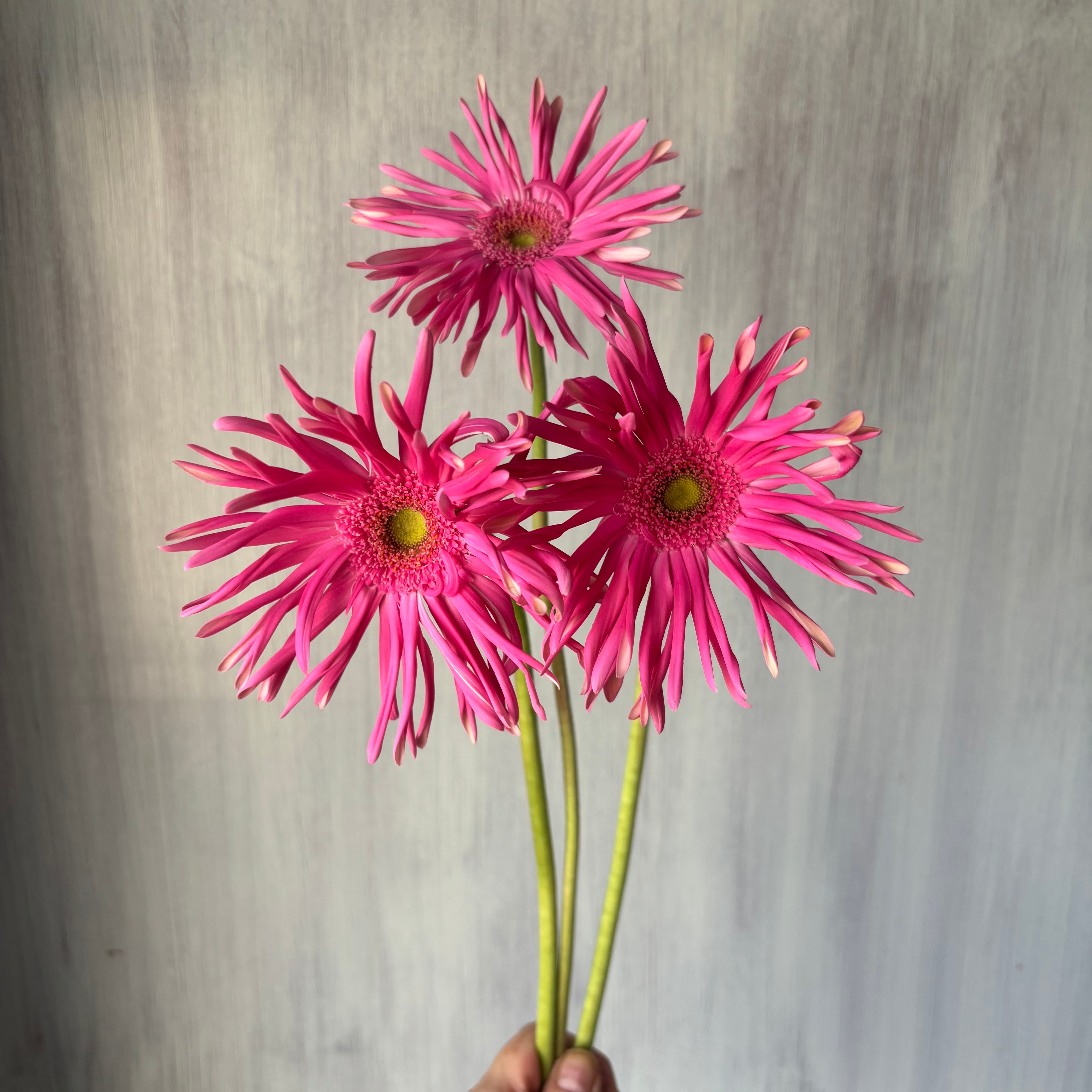 【専用】お花カービングとローゼンジ 専用】お花カービングとローゼンジ 【公式通販】