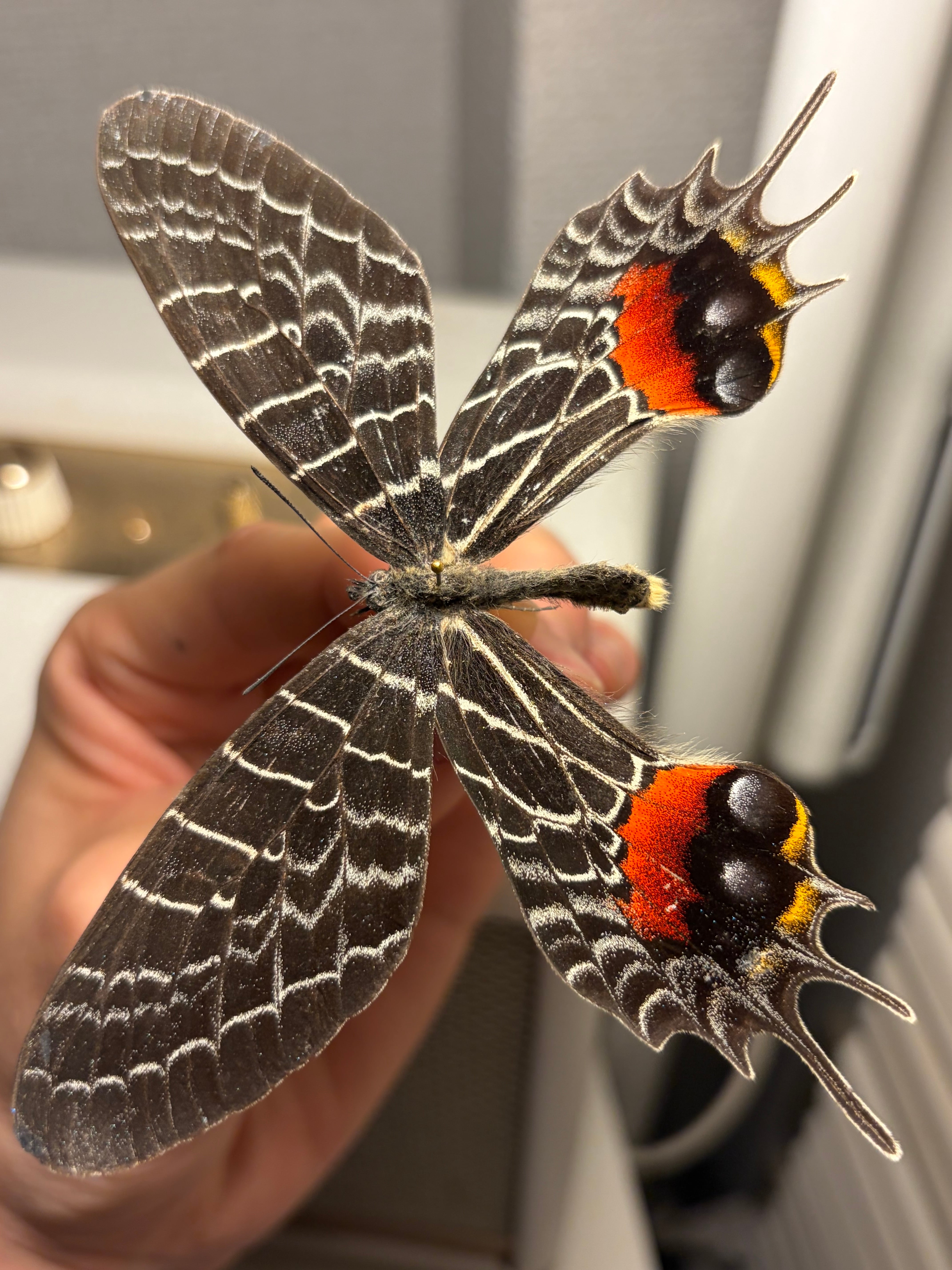 LAST】ゴライアスオオトビナナフシ 陸のザリガニ歩くソーセージ