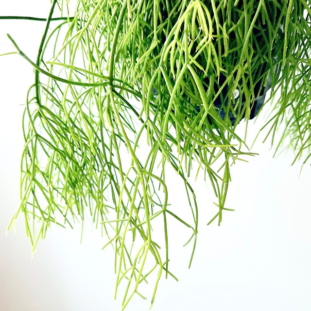 【再入荷】リプサリス カスッサ 透明感のある森林サボテン 観葉植物 calm cafe