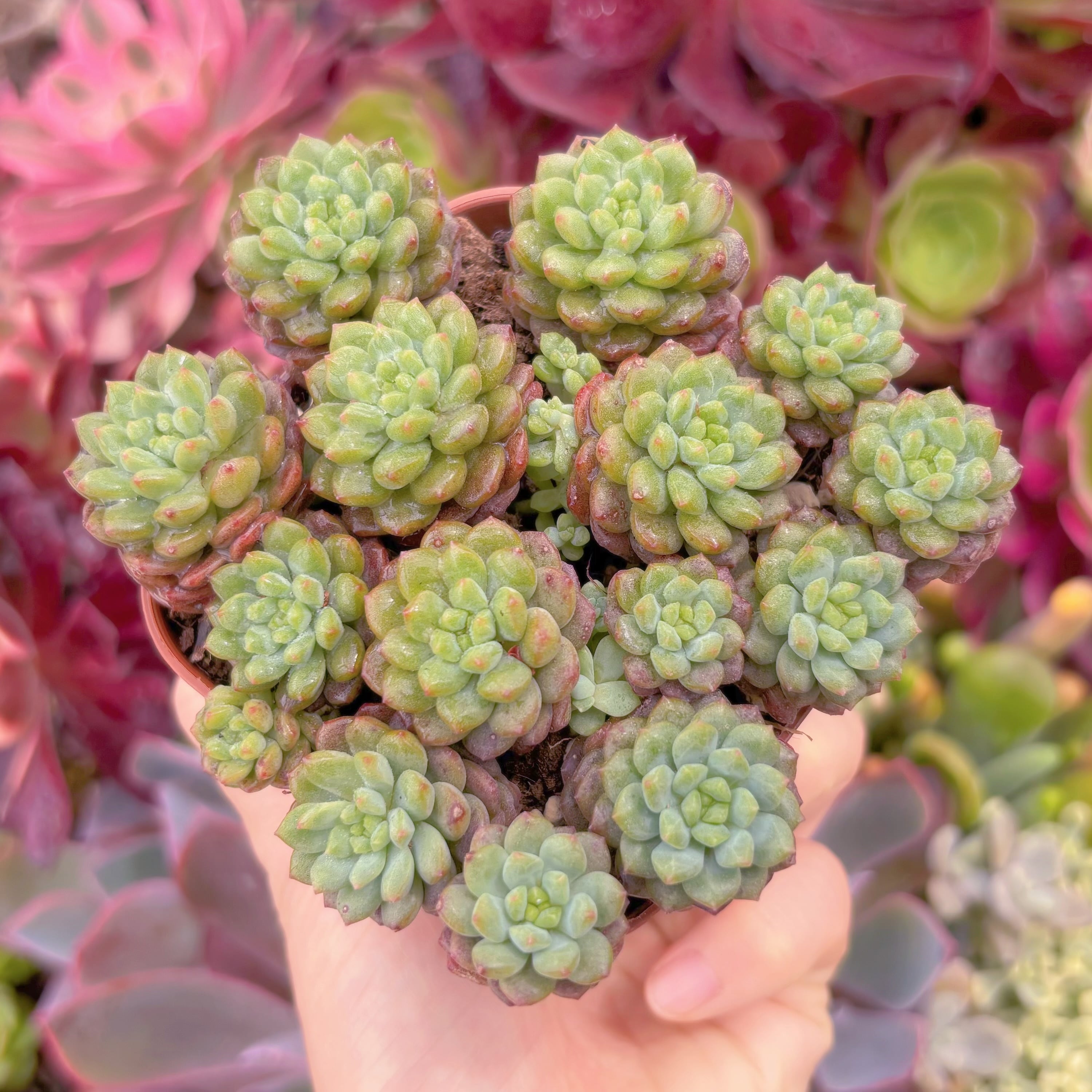 現品　コルネット#290　群生　るる農園