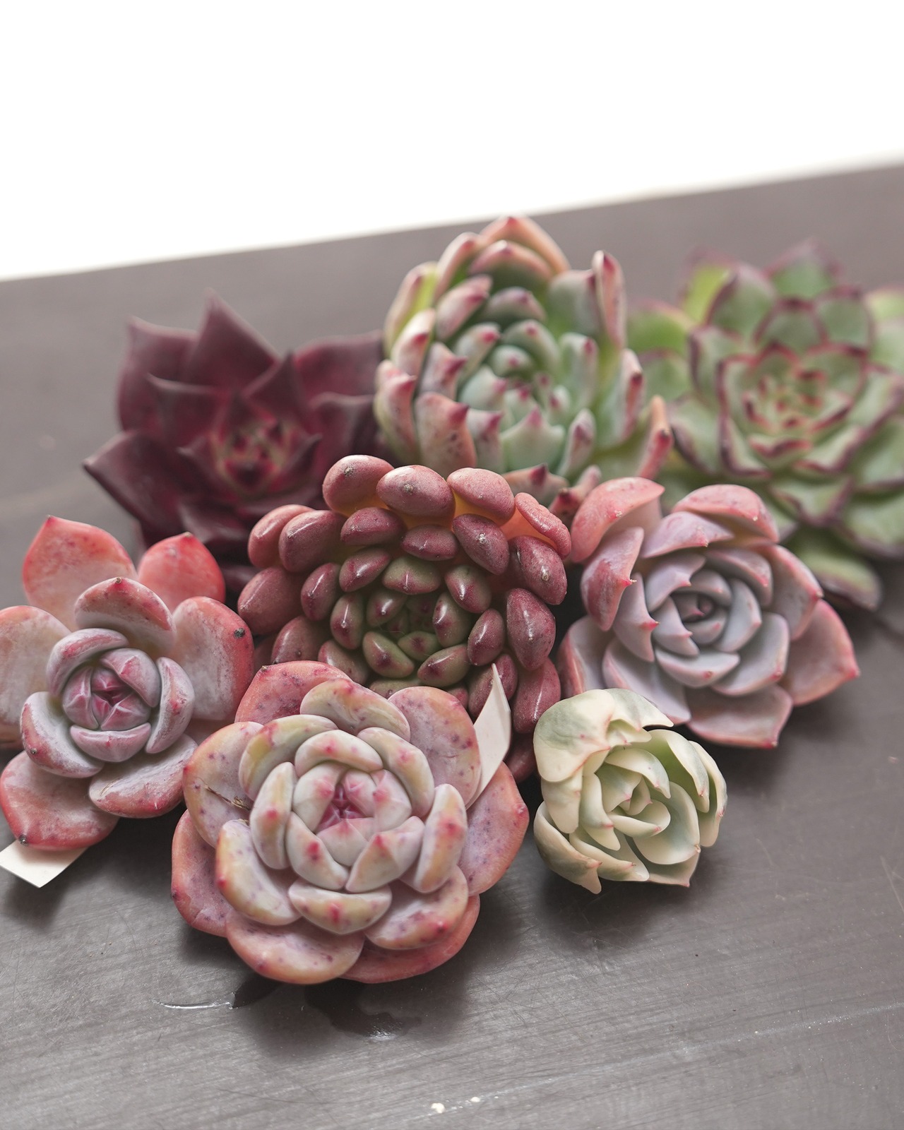 【はじめての方限定】【セットB 人気ミニ株 8種】ポトシナ/ロザンナ/チワワエンシス 他 【送料込】