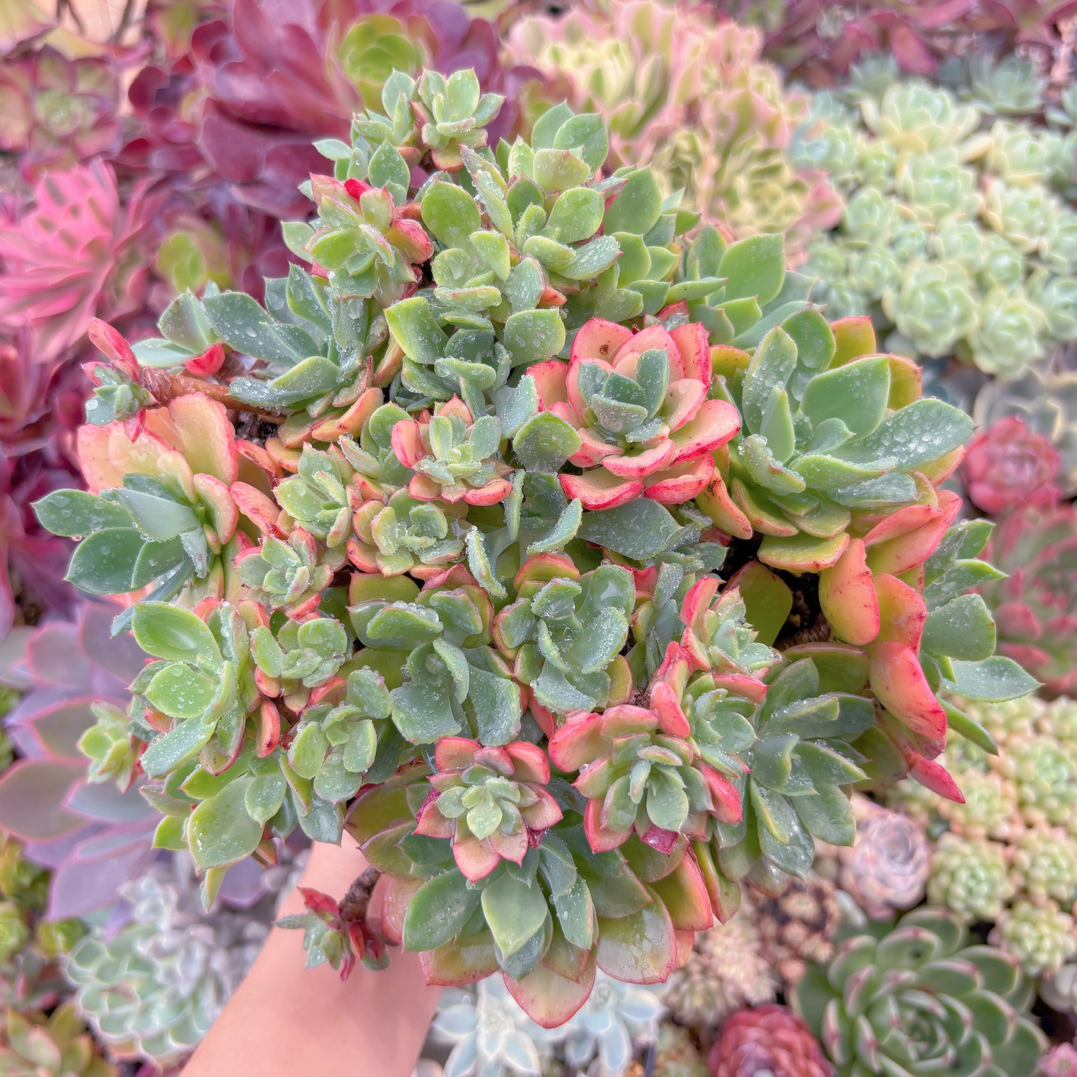 現品　ノーブル#622　特大苗　新入荷　るる農園