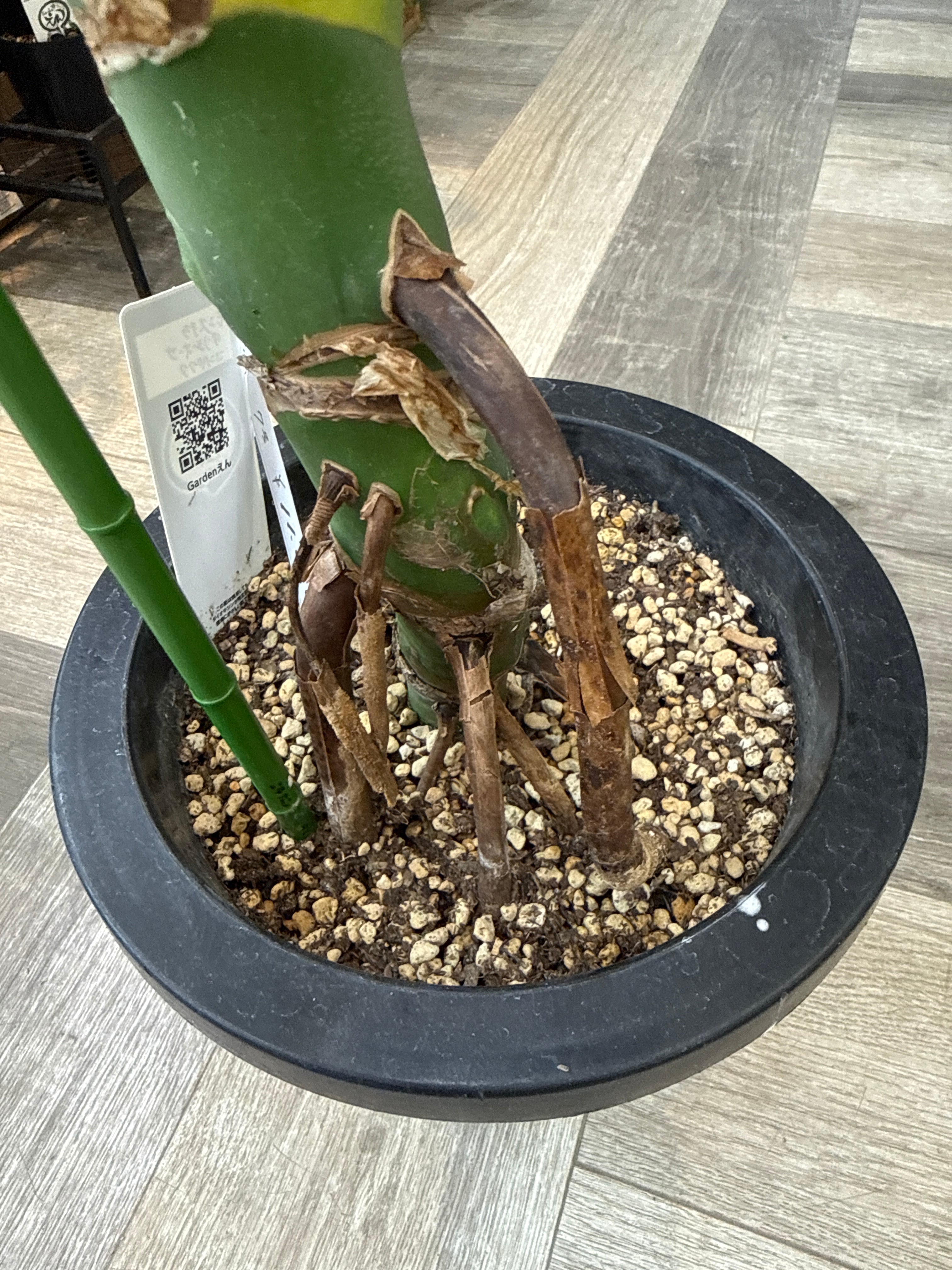 モンステラ D. コンパクタ | Gardenえん 【観葉熱帯植物】
