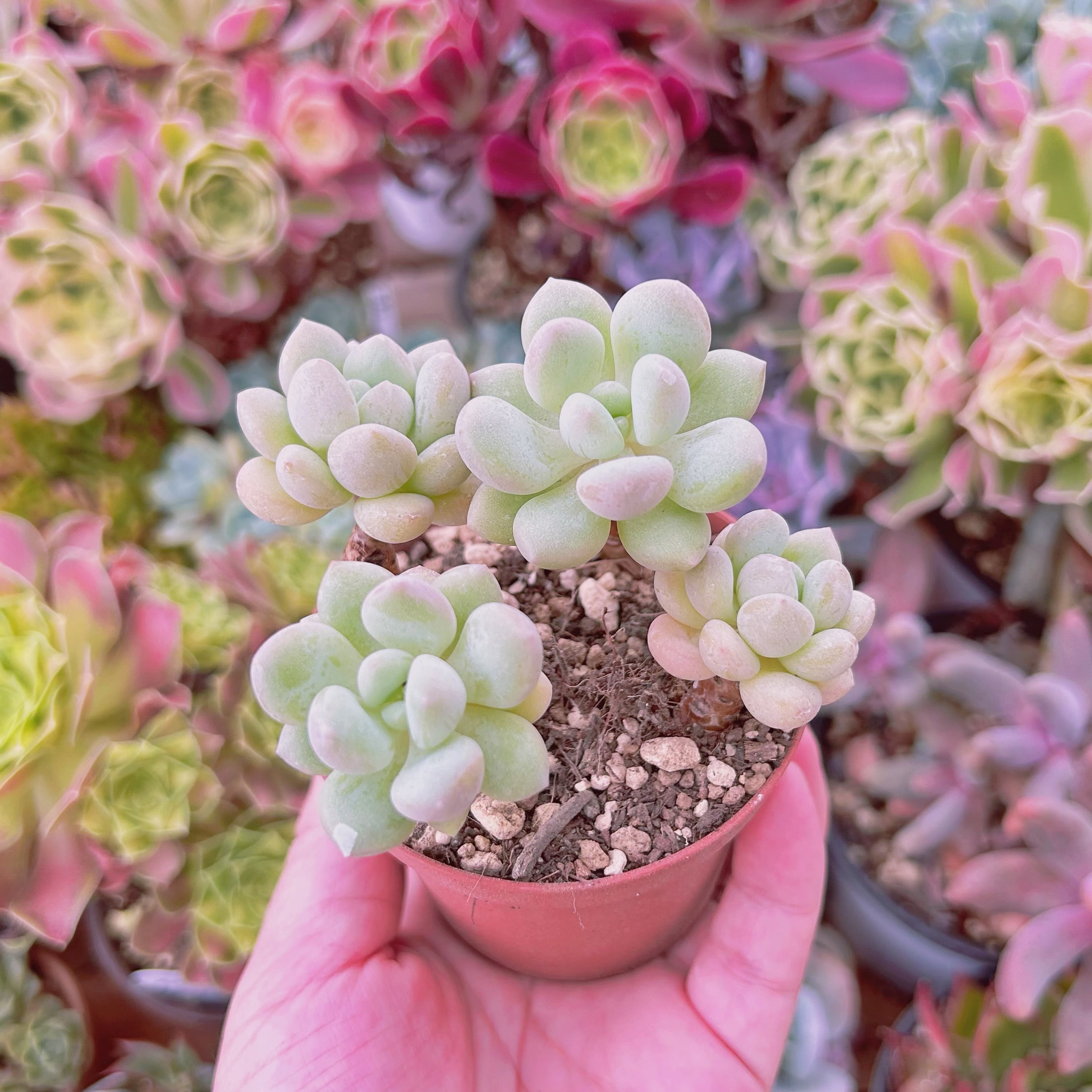 #2225現物　多肉植物　新品種　ピンクパール　抜き苗