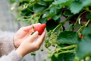 ご予約受付【2024春 醸造分】〜めぐりあい〜横浜舞岡苺ウィートエール 330ml 3本セット / Strawberry Wheat