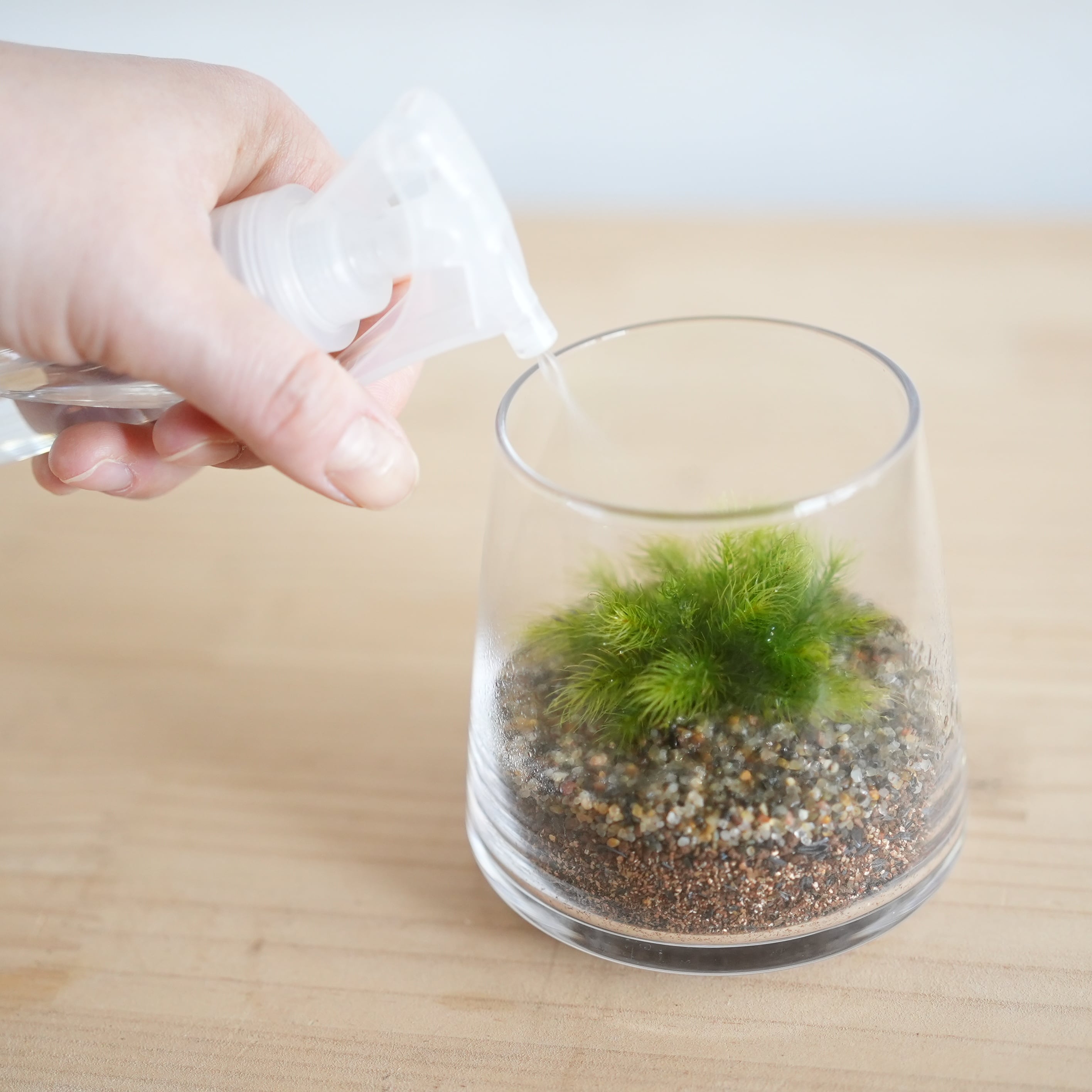 2026母の日限定】初めて育てる苔の森◇台形ポット【コケが選べる】#A