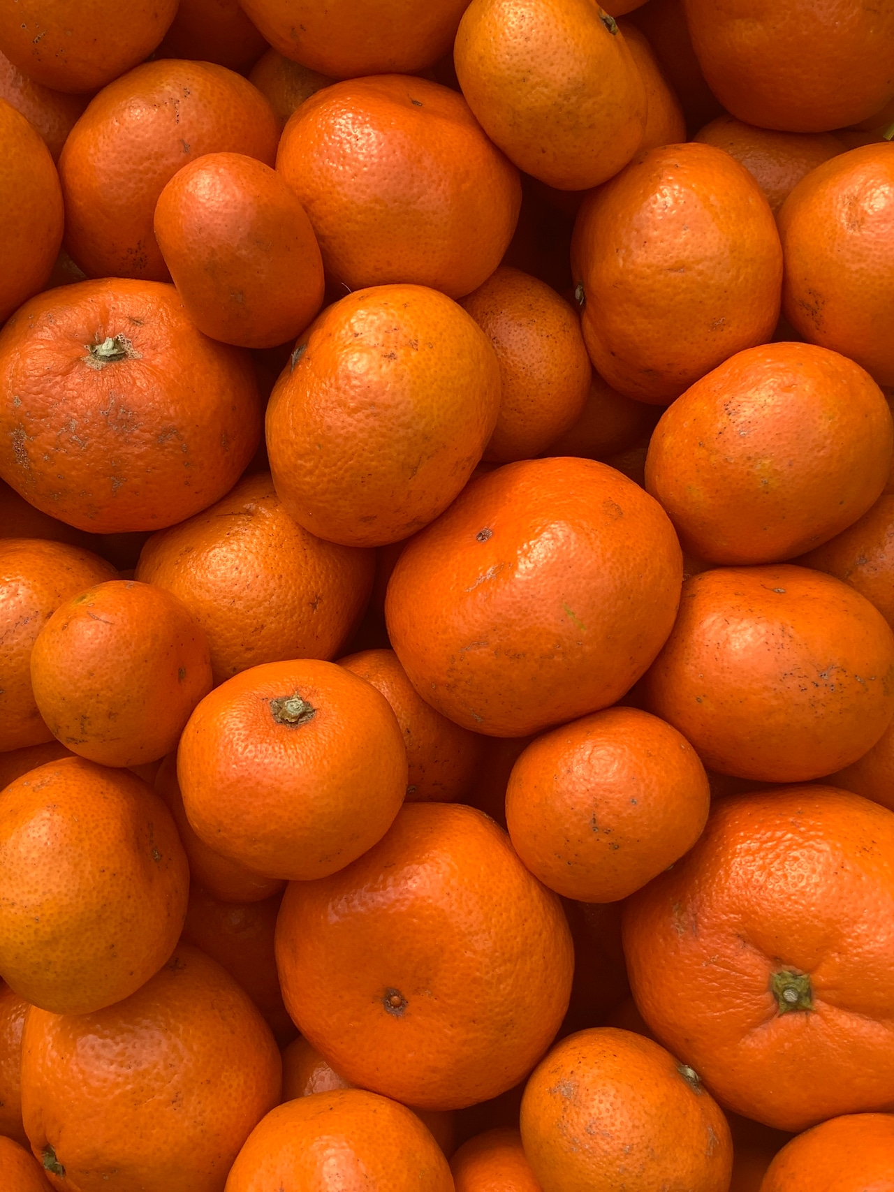 到着日 4月12日(日) 上門みかん 抽選申し込み 画像1