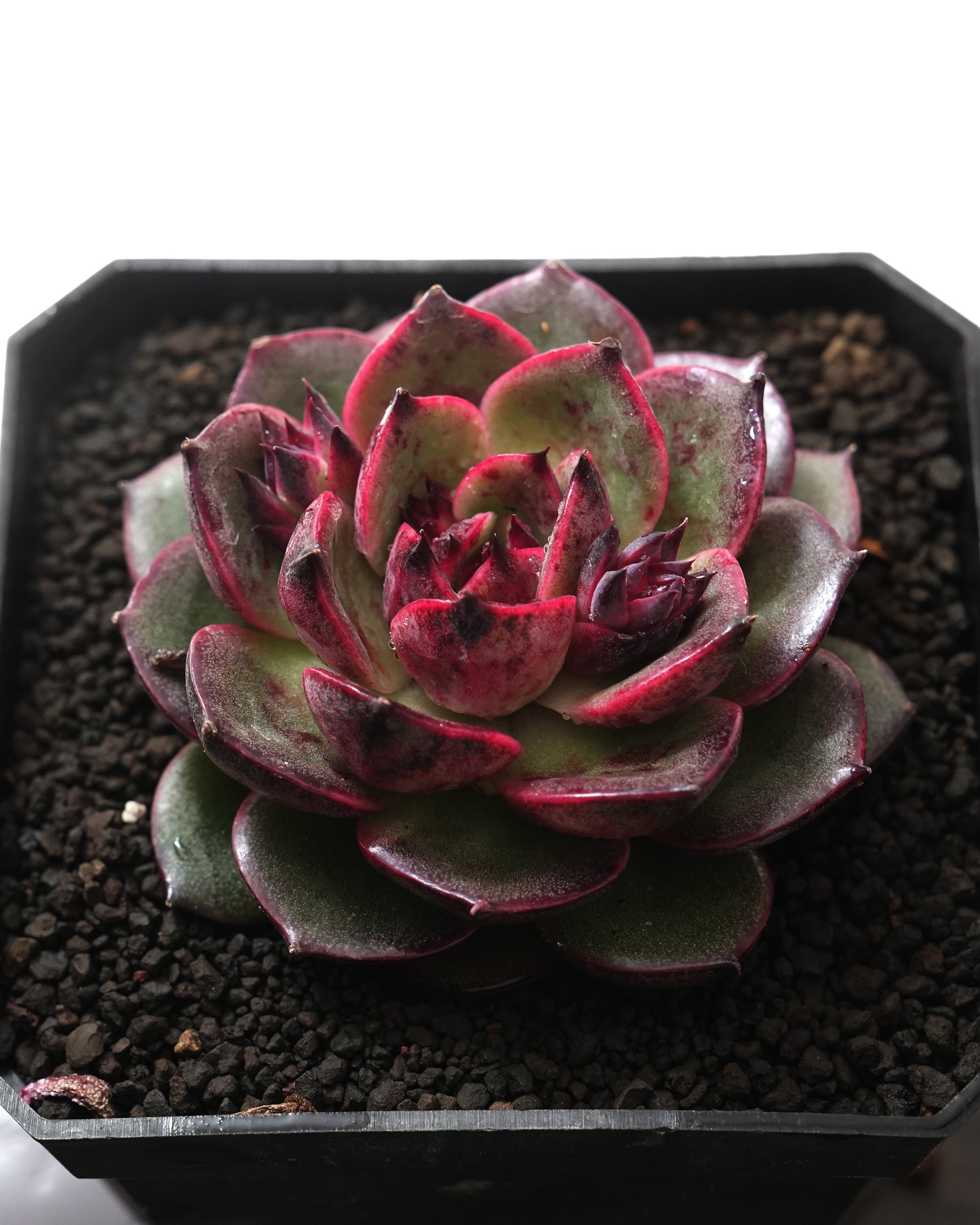 レア種・新品種 | PUKUBOOK SUCCULENTS