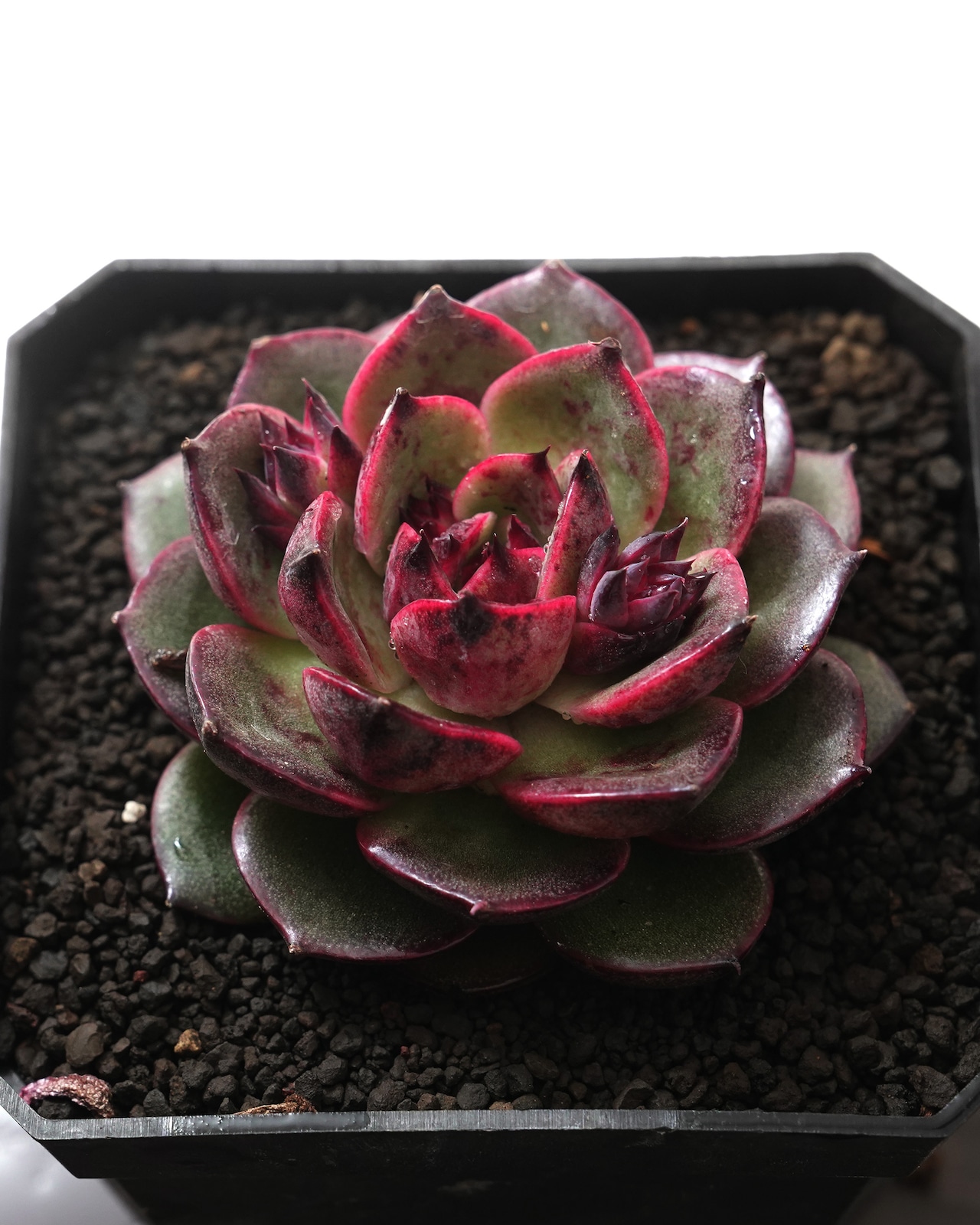 カット苗 コーラルジェニー 【日本初上陸?!】 Echeveria 'Coral Jenny'