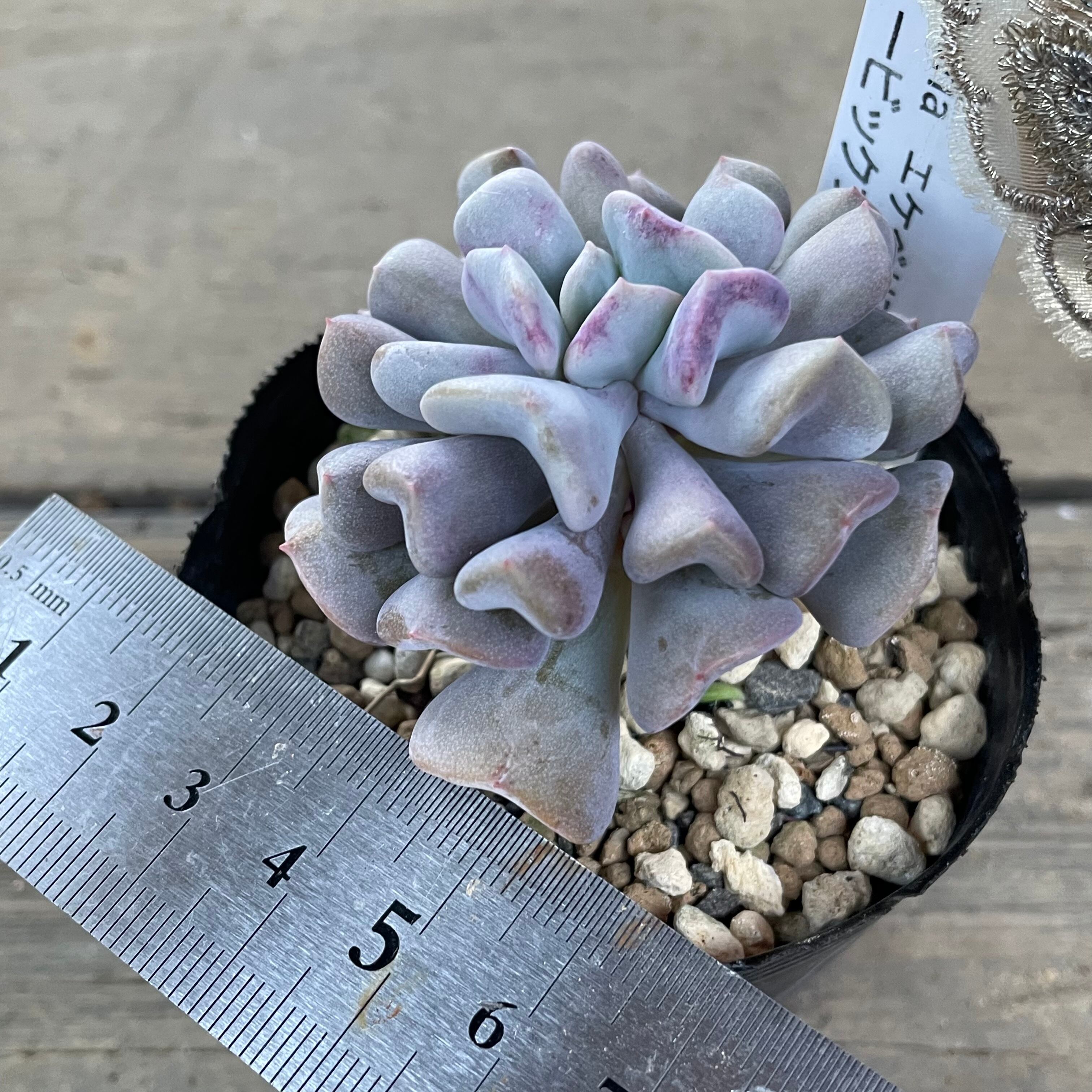 キュービックフロスト | RuPo 多肉植物専門店