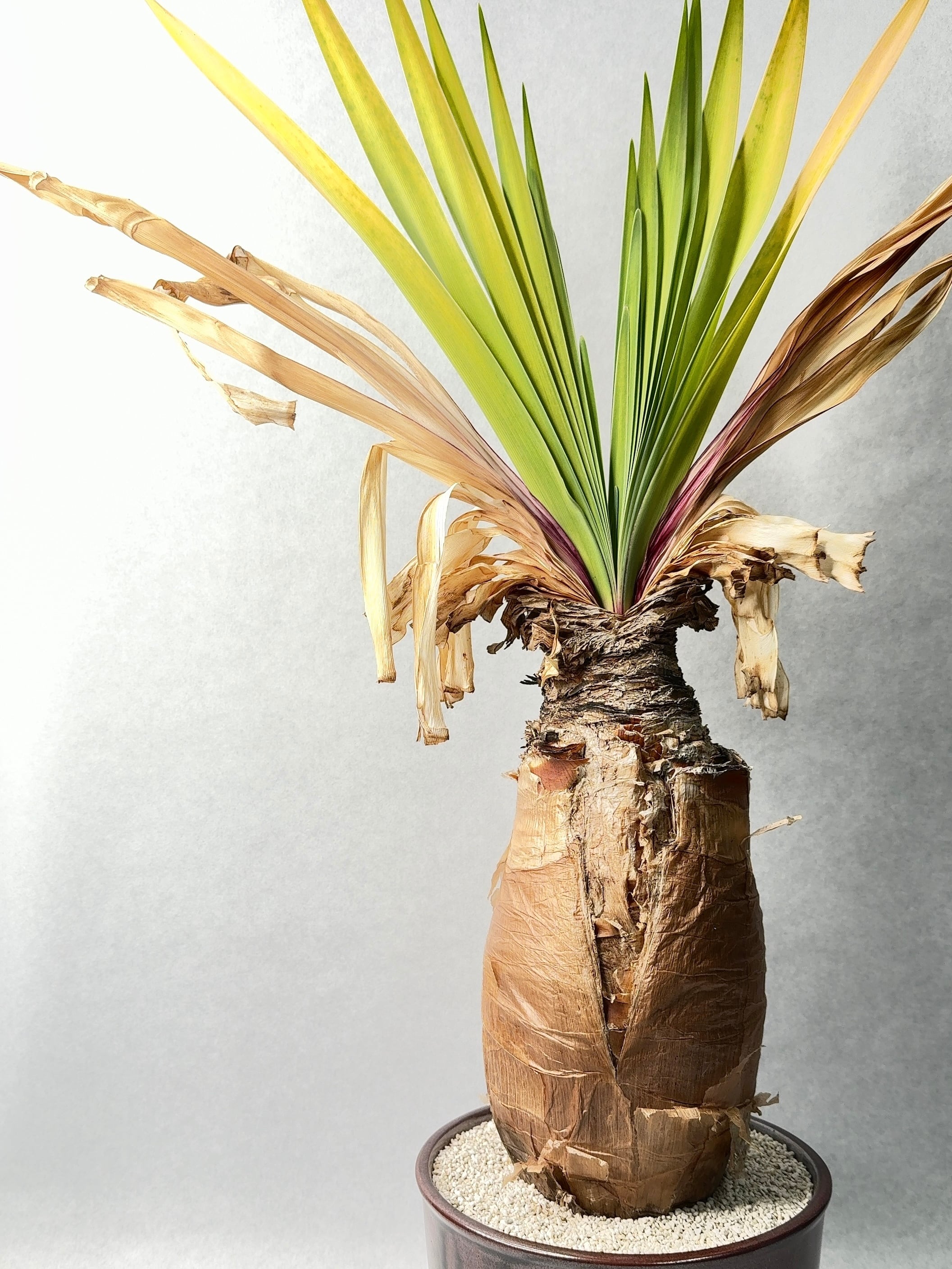 11.ブーファン・ディスティチャ | trigger