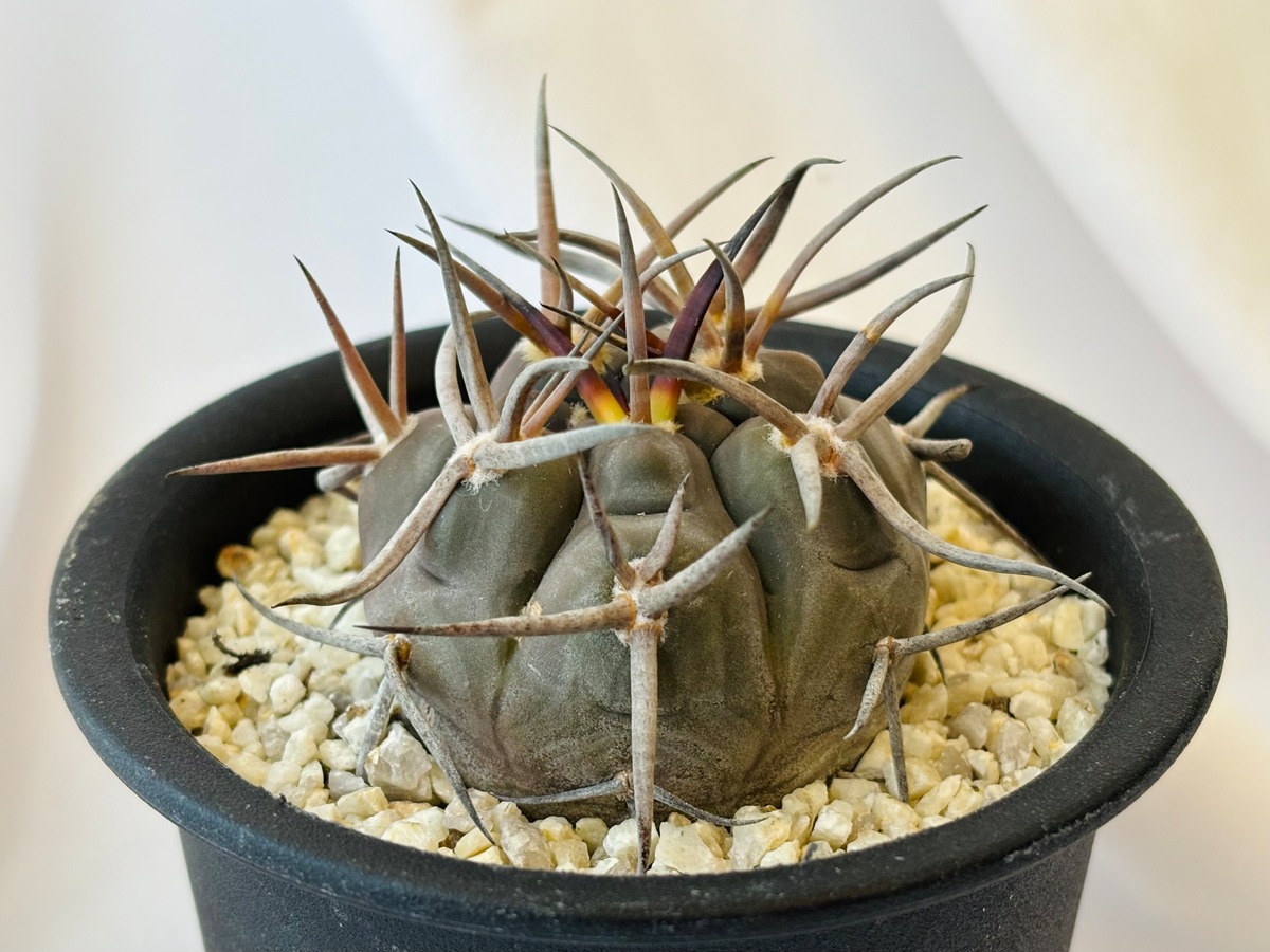 Gymnocalycium mazanense ギムノカリキウム 守金魔天竜 サボテン 
