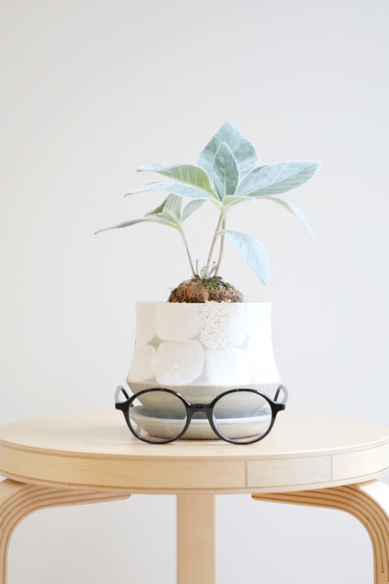 【S】断崖の女王/Sinningia leucotrich ※大葉