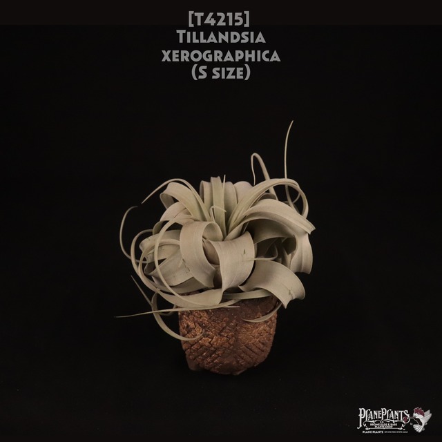 【送料無料】Sansevieria 'Snow Lotus'〔サンセベリア〕現品発送S0018