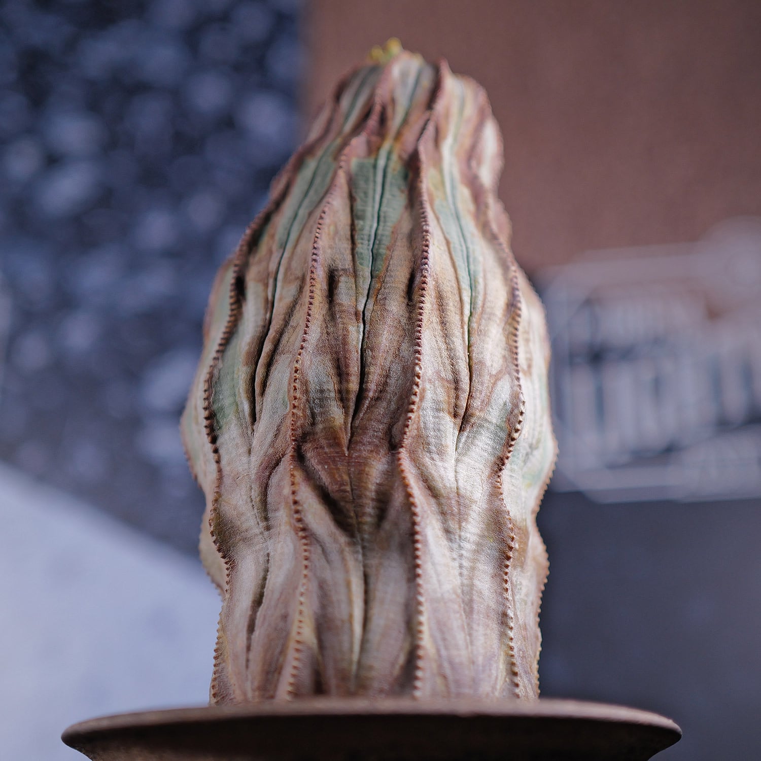 オールド 、ヴィンテージ オベサ | LIGHTHOUSE.PLANTS - 海外実生株の