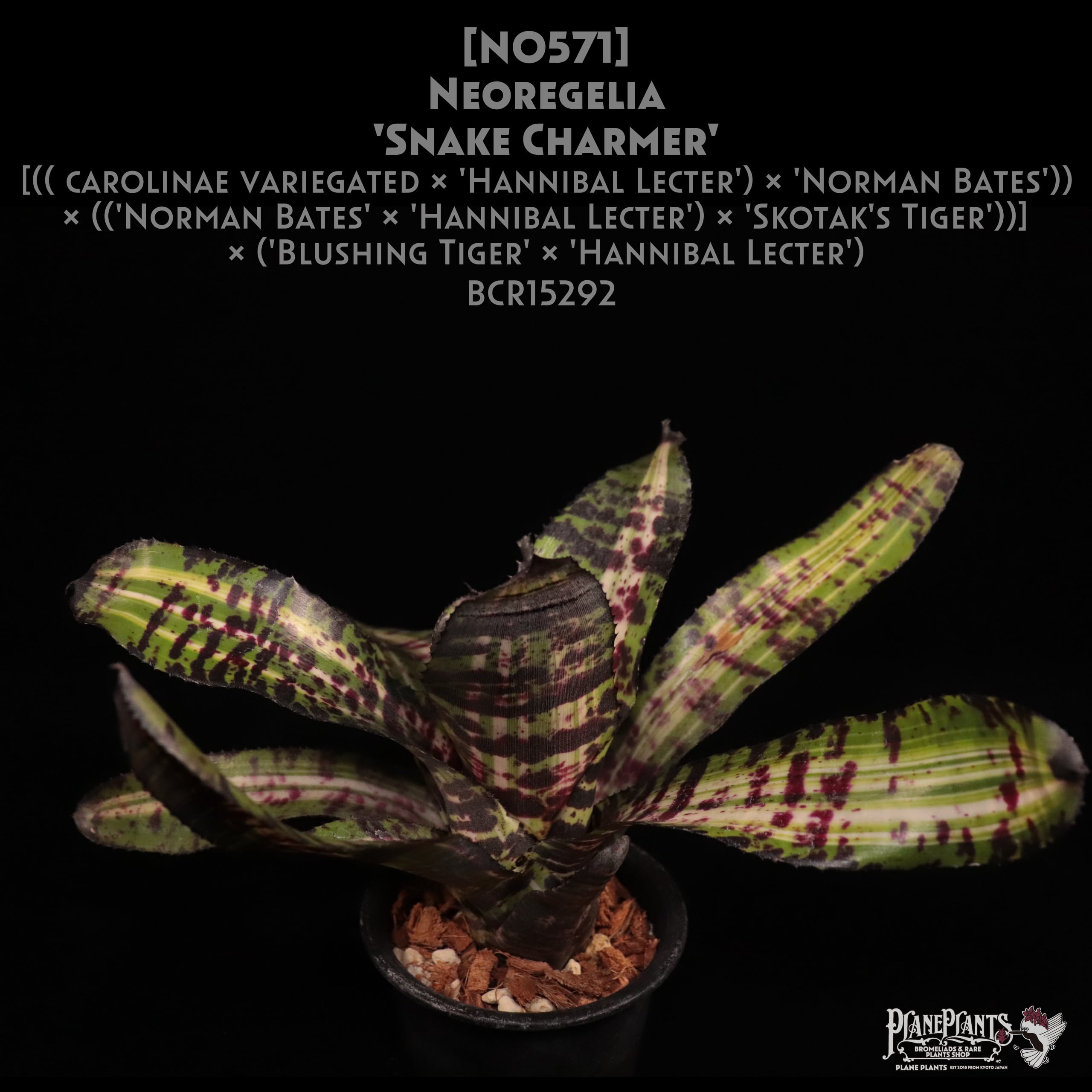 【送料無料】Neoregelia 'Snake Charmer'〔ネオレゲリア〕現品発送N0571