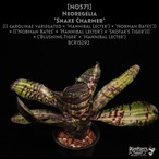 【送料無料】Neoregelia 'Snake Charmer'〔ネオレゲリア〕現品発送N0571