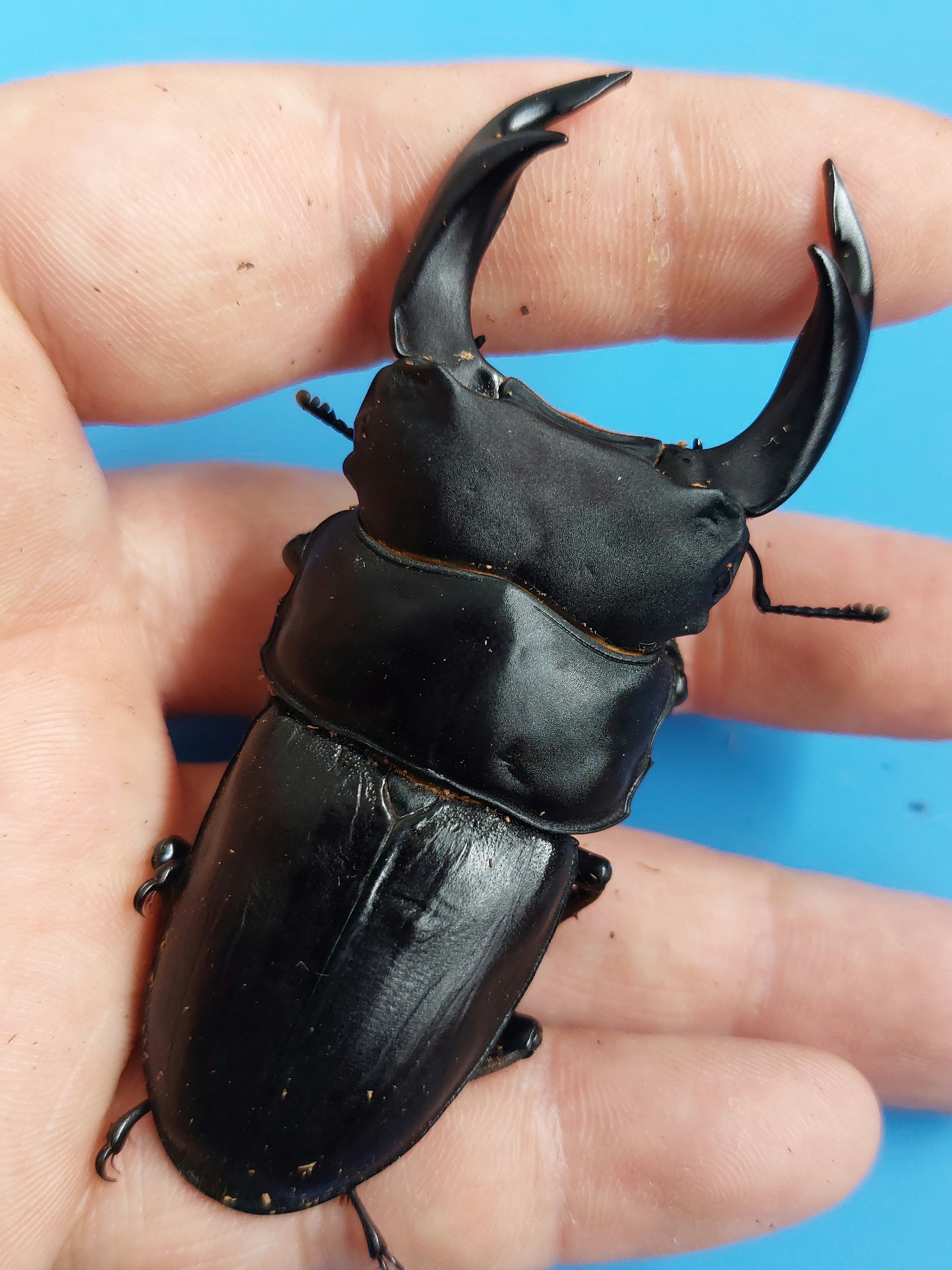 【46〇】　88.5ｍｍ　同腹　　久留米産　オオクワガタ　ペア　♂86ｍｍ　♀54ｍｍ ☆SALE☆超優良血統 久留米オオクワガタペア松野インセクト系