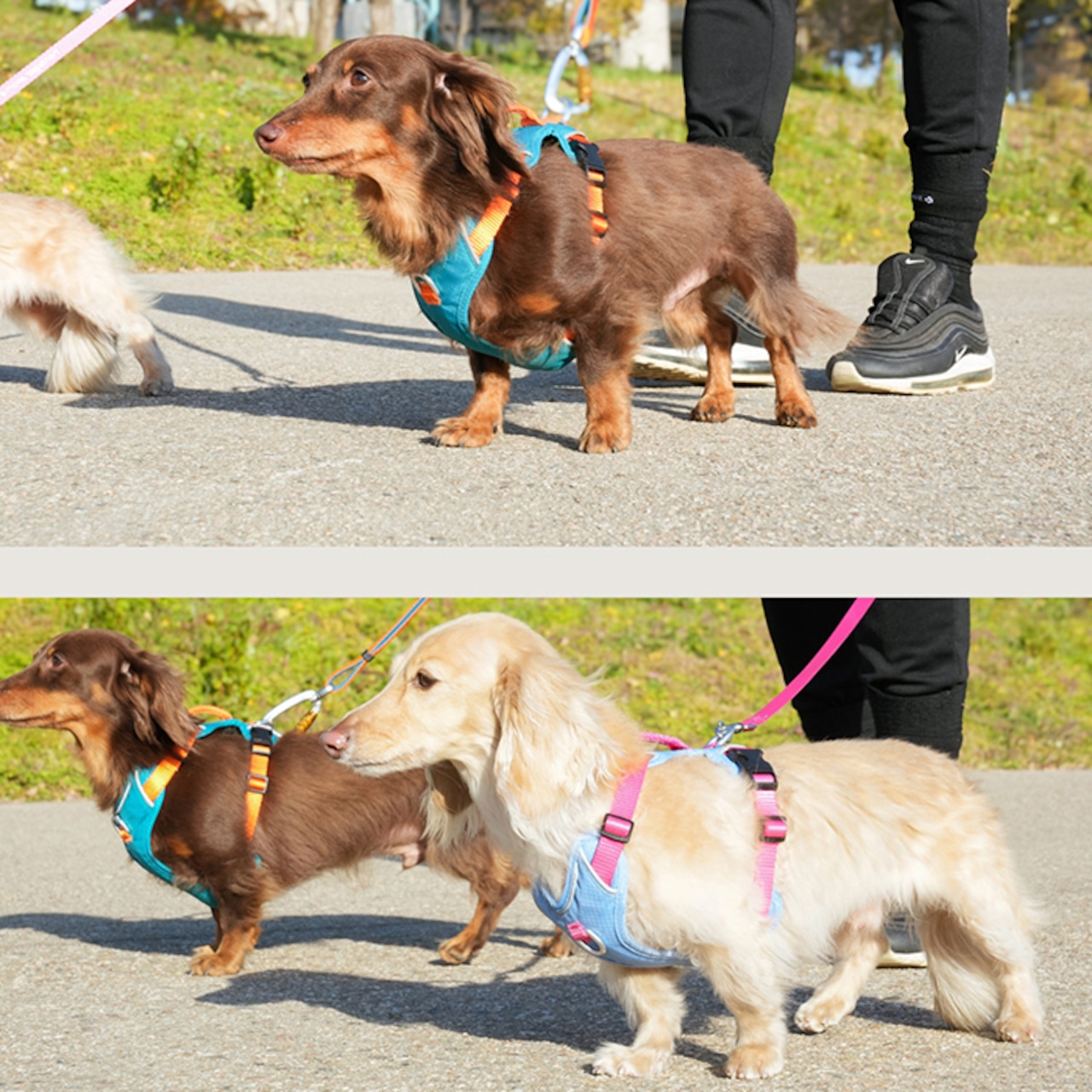 ※予約【puppygallery公式】Momentum - Basic Leash Sサイズ 幅 1.5cm × 長さ 120cm