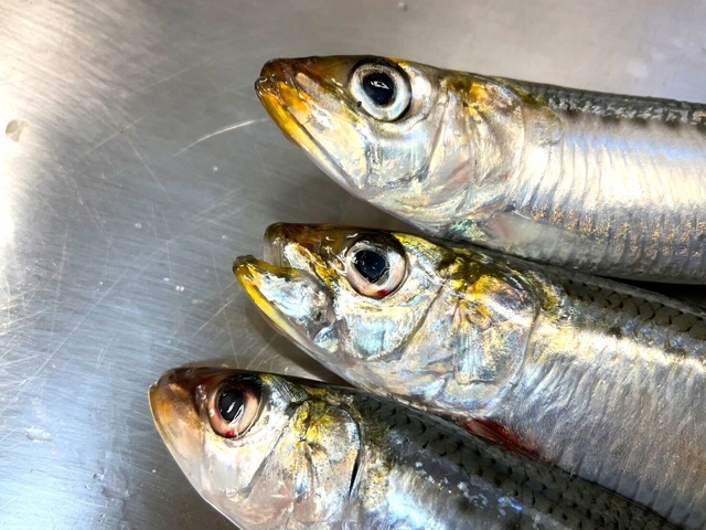 【2週間の奇跡】宝鰯/たからいわし/体脂肪質20～30％/小羽10匹/330~400g【冷凍】
