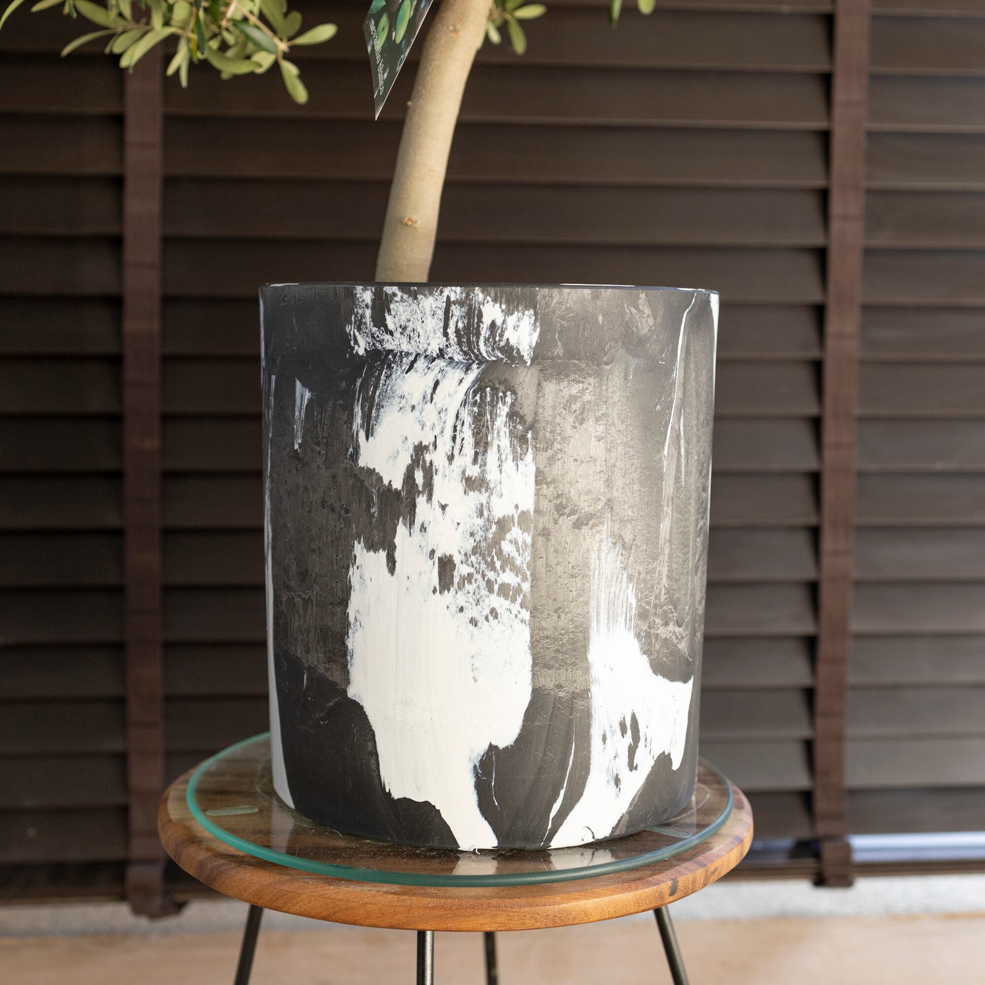 創樹 オリーブの木 SOUJU 幹太 ネバディロブランコ 8号 マーブル樹脂