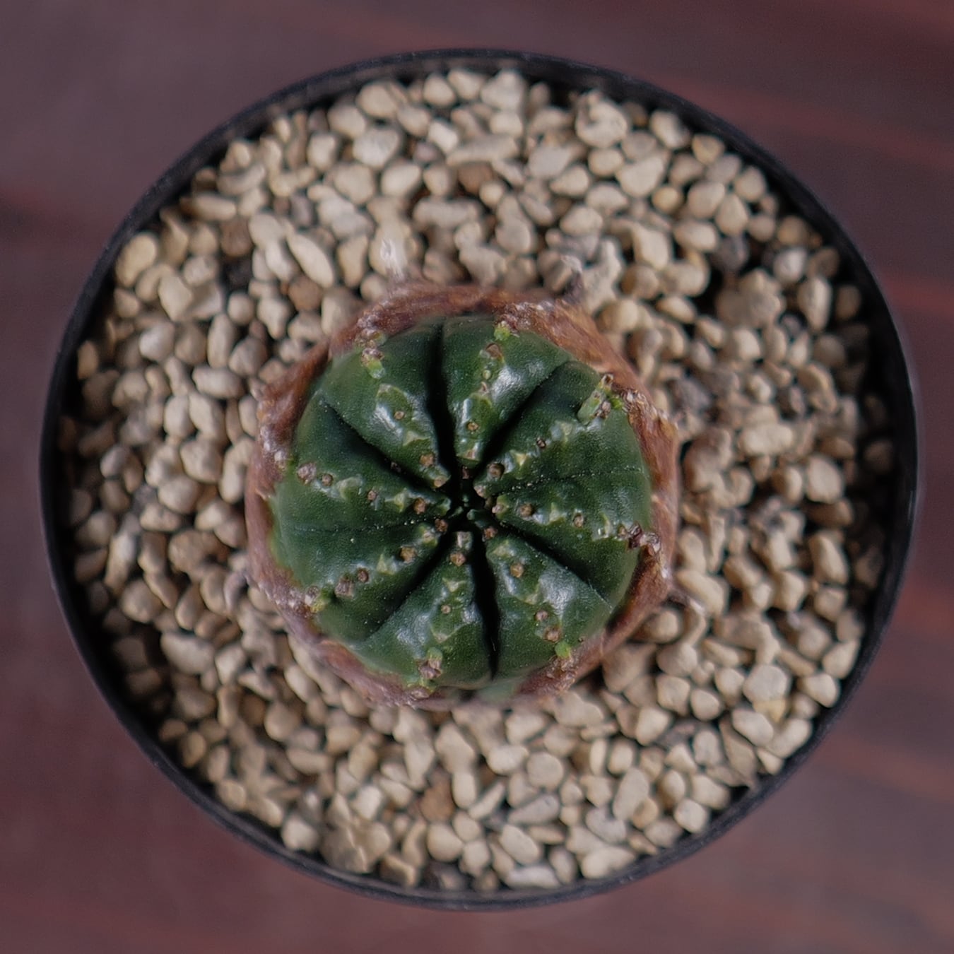 木質化 マイクロ オベサ / ユーフォルビア | LIGHTHOUSE.PLANTS - 海外