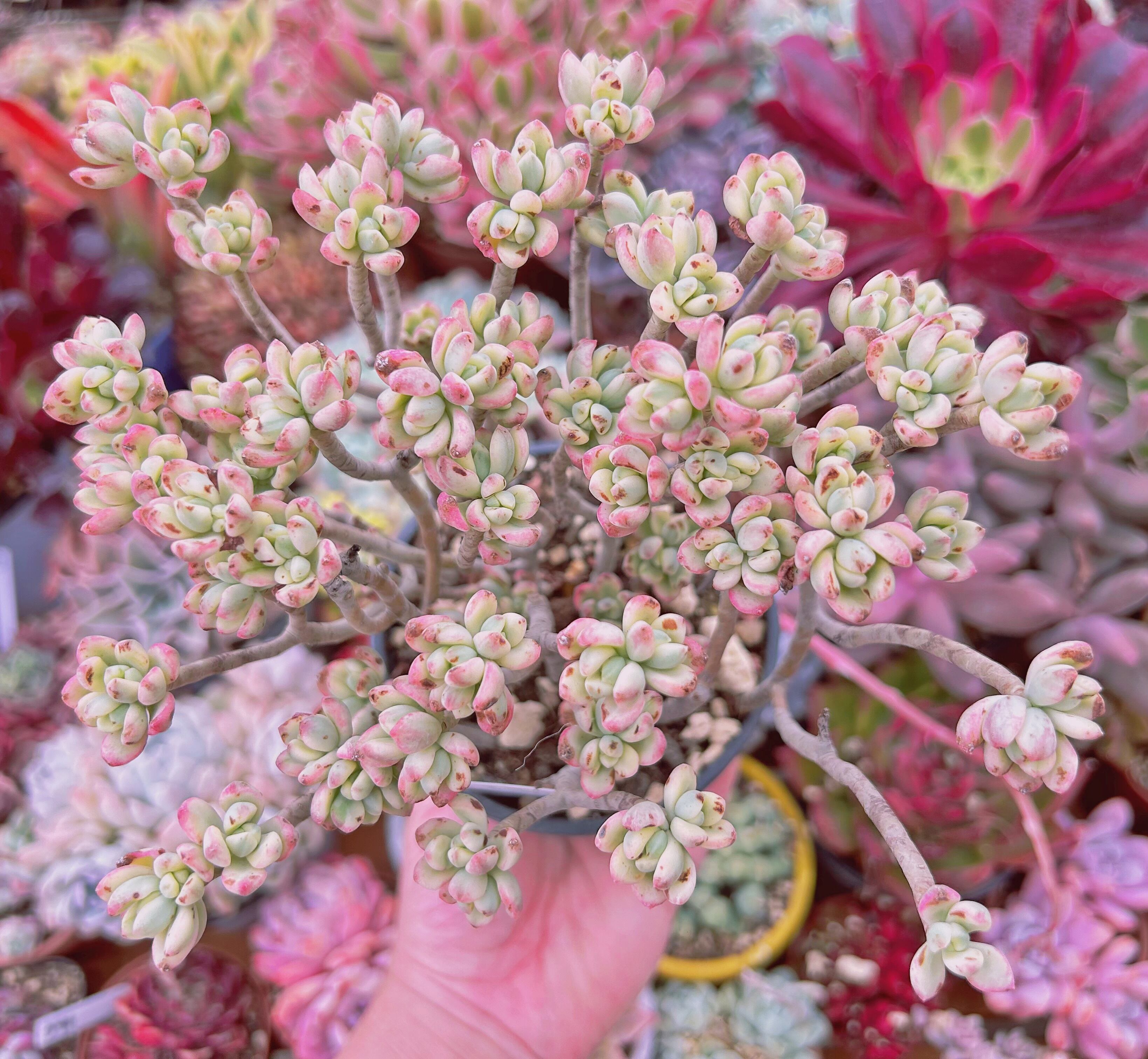 #229現物　多肉植物　マイキーシュガー　特大