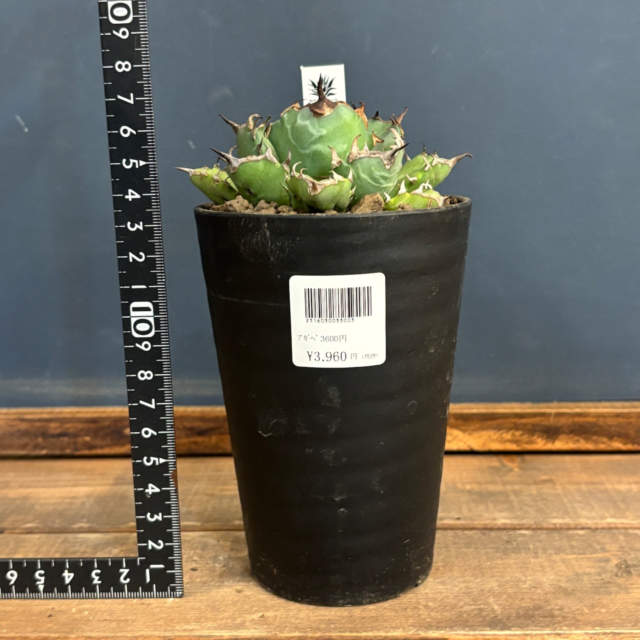 アガベ チタノタ 姫厳竜【823】