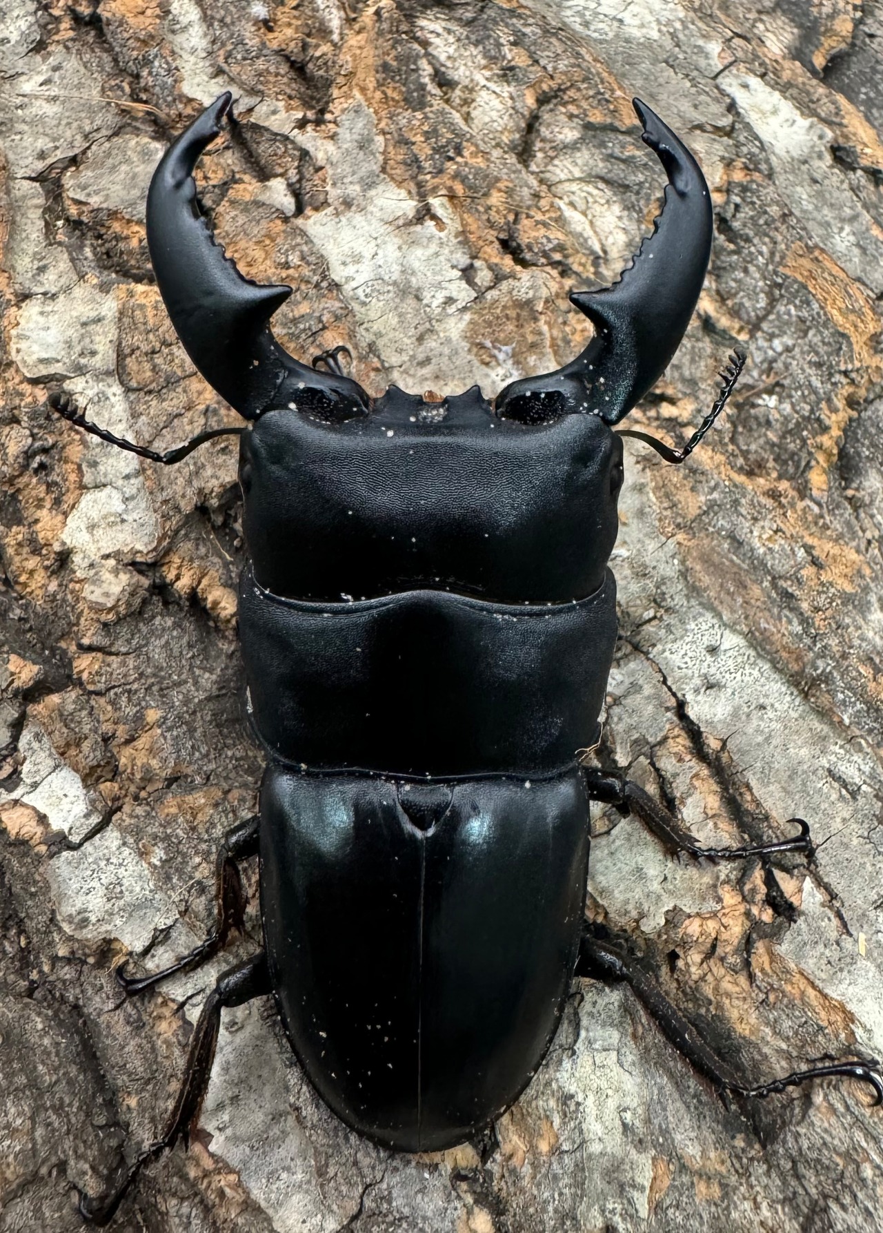 【WD】《スマトラオオヒラタ ベンクール産 内歯下がり 87mm ペア》