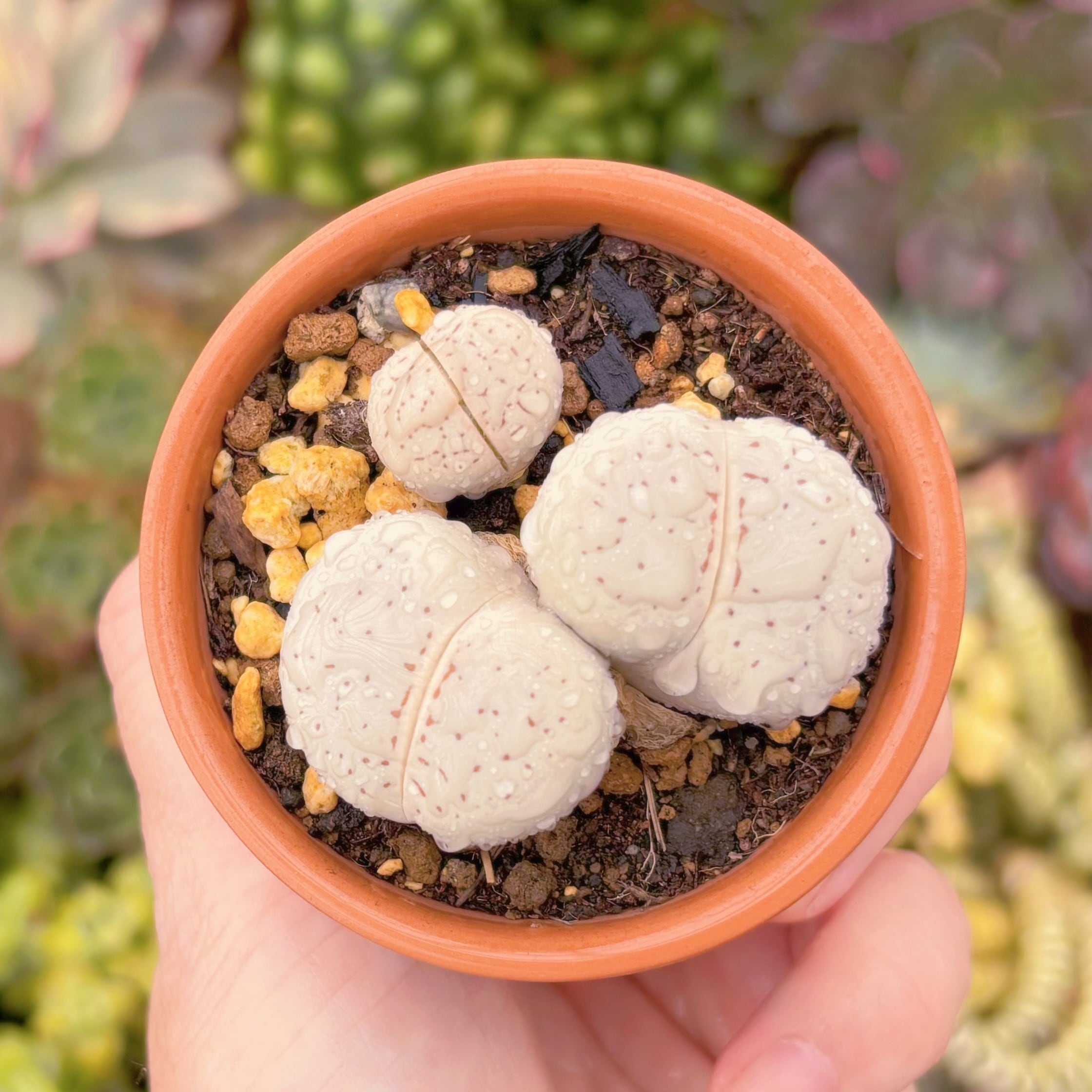 現品　綾耀玉#D10　古株　るる農園