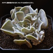 発根済カット苗 スリラーパール 標準サイズ Echeveria 'Thriller Pearl'