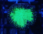Blastomussa BlueGreen Frag