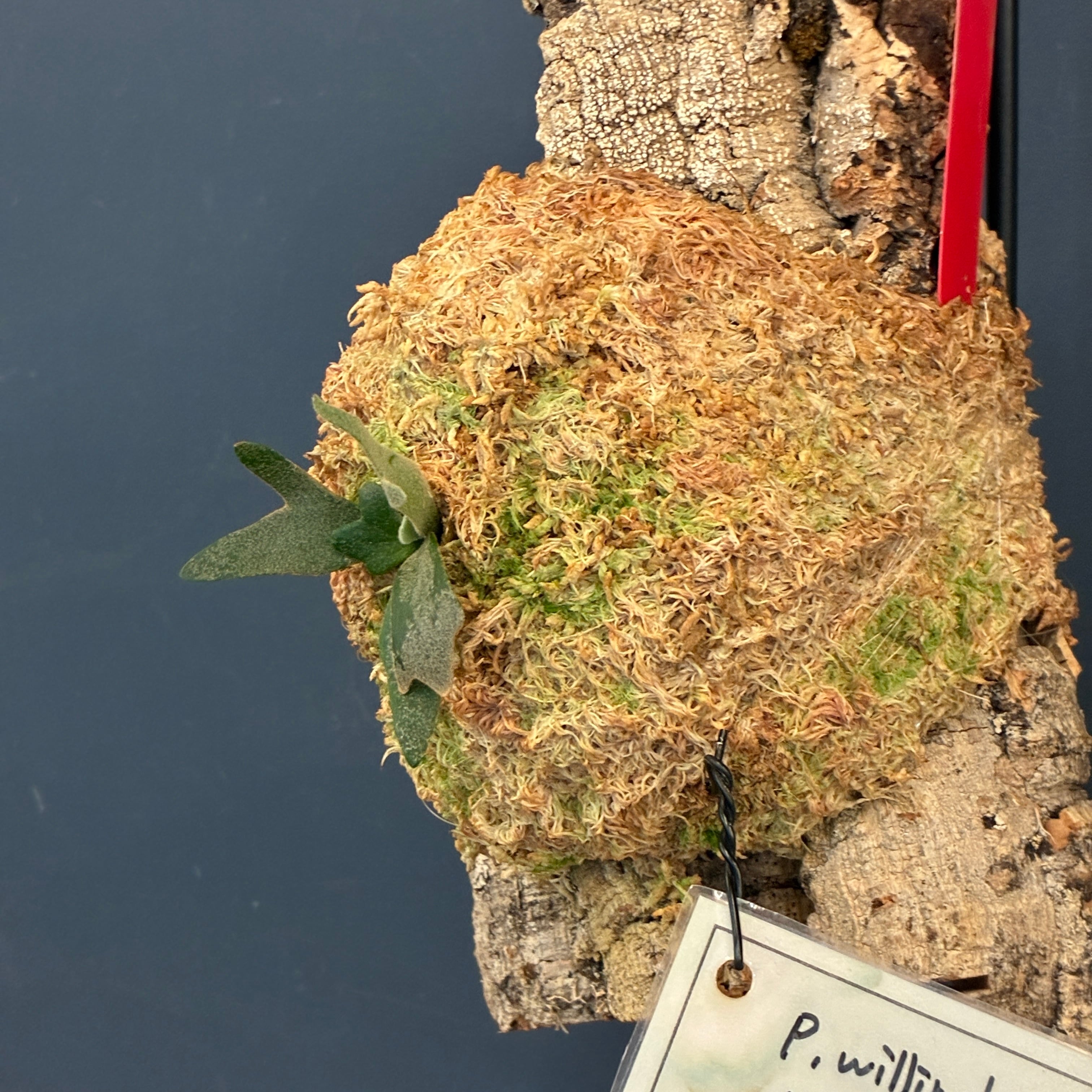 UJ】ビカクシダ ジェニー P. willinckii 'Jenny' 板付け(コルク)【262