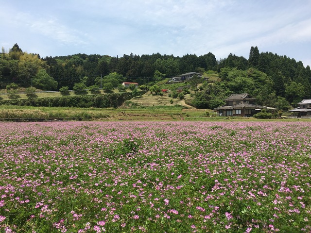2024年「新蜜」国産れんげ 140g