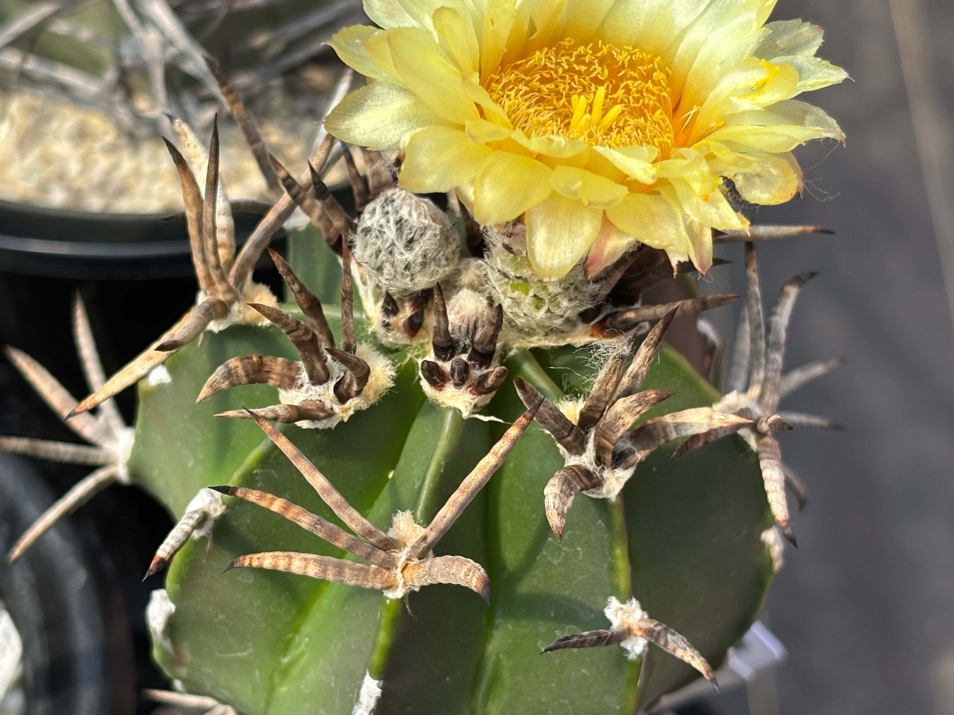種子】Astrophytum capricorne v. crassispinum アストロフィツム 水牛