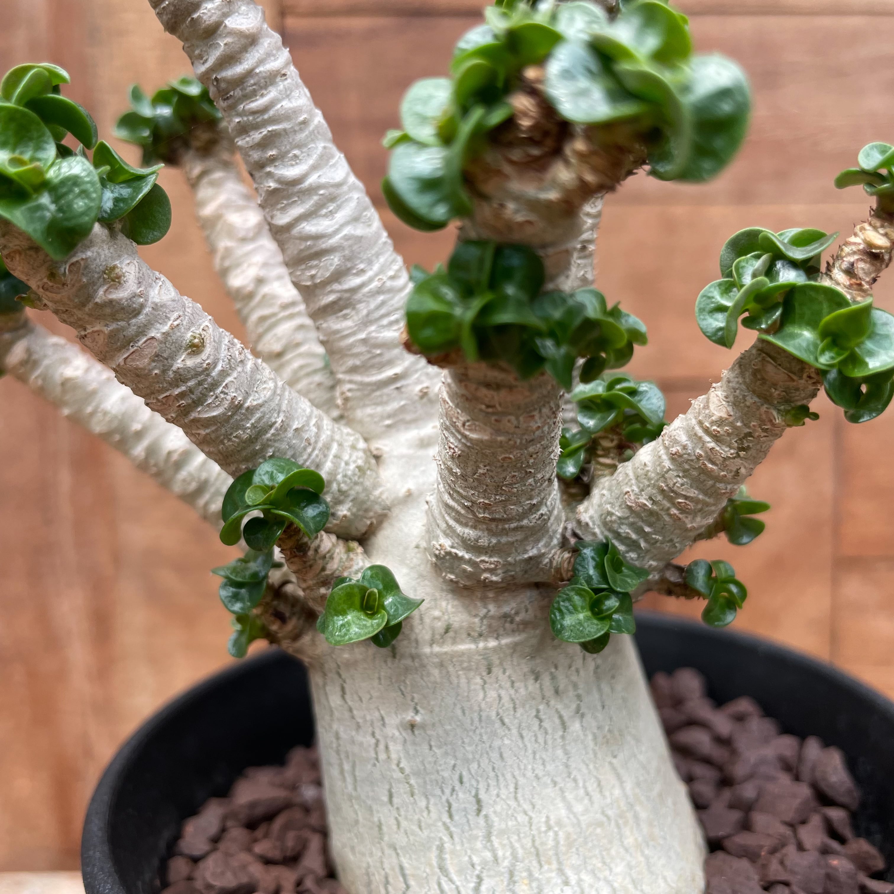 極美⁄獅子葉⁄アデニウム⁄極太】ドーセットホーン アデニウム 鉢植えA