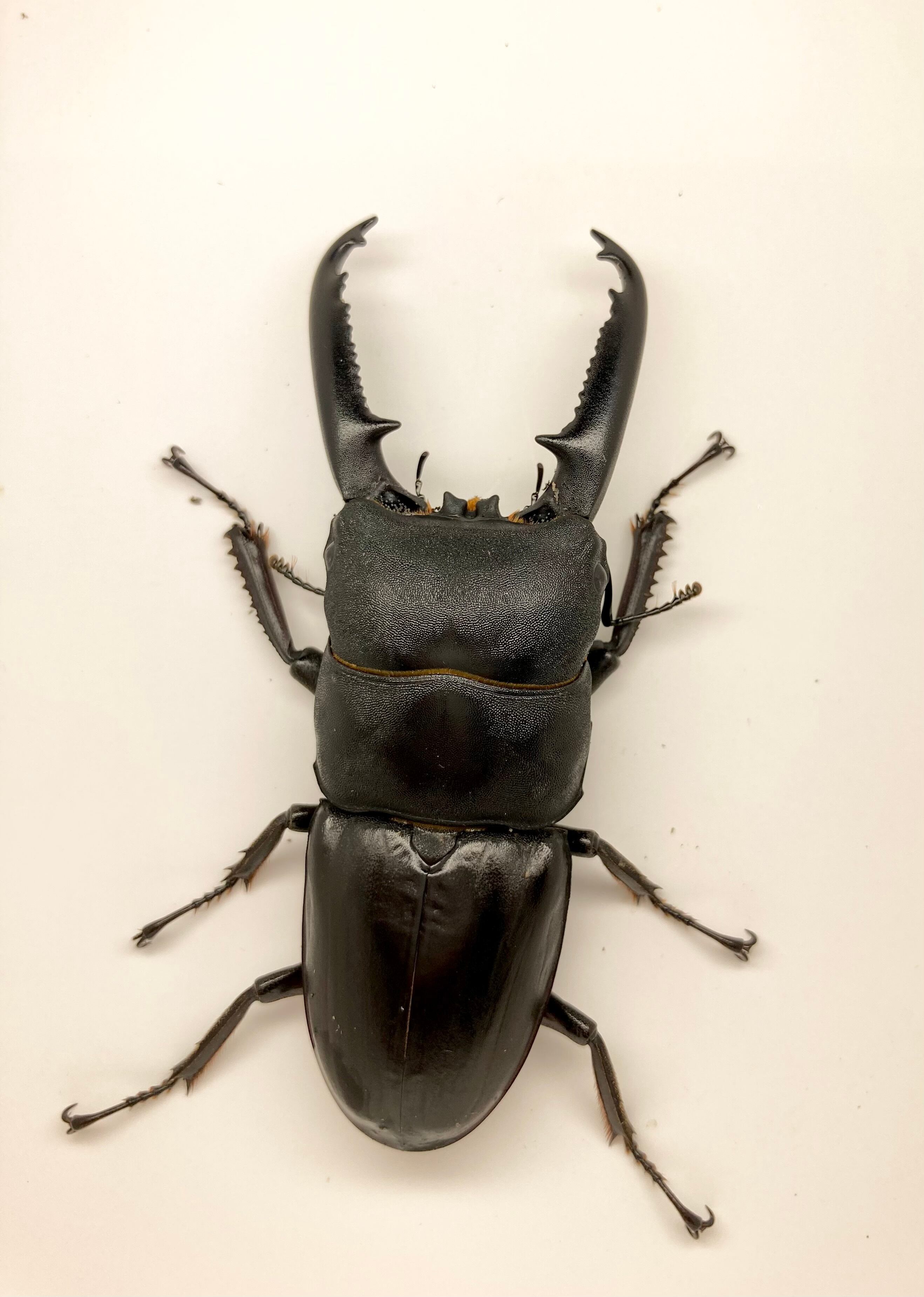 対馬産 オオクワガタ ♂65mmペア (WF1) | つしまのむし