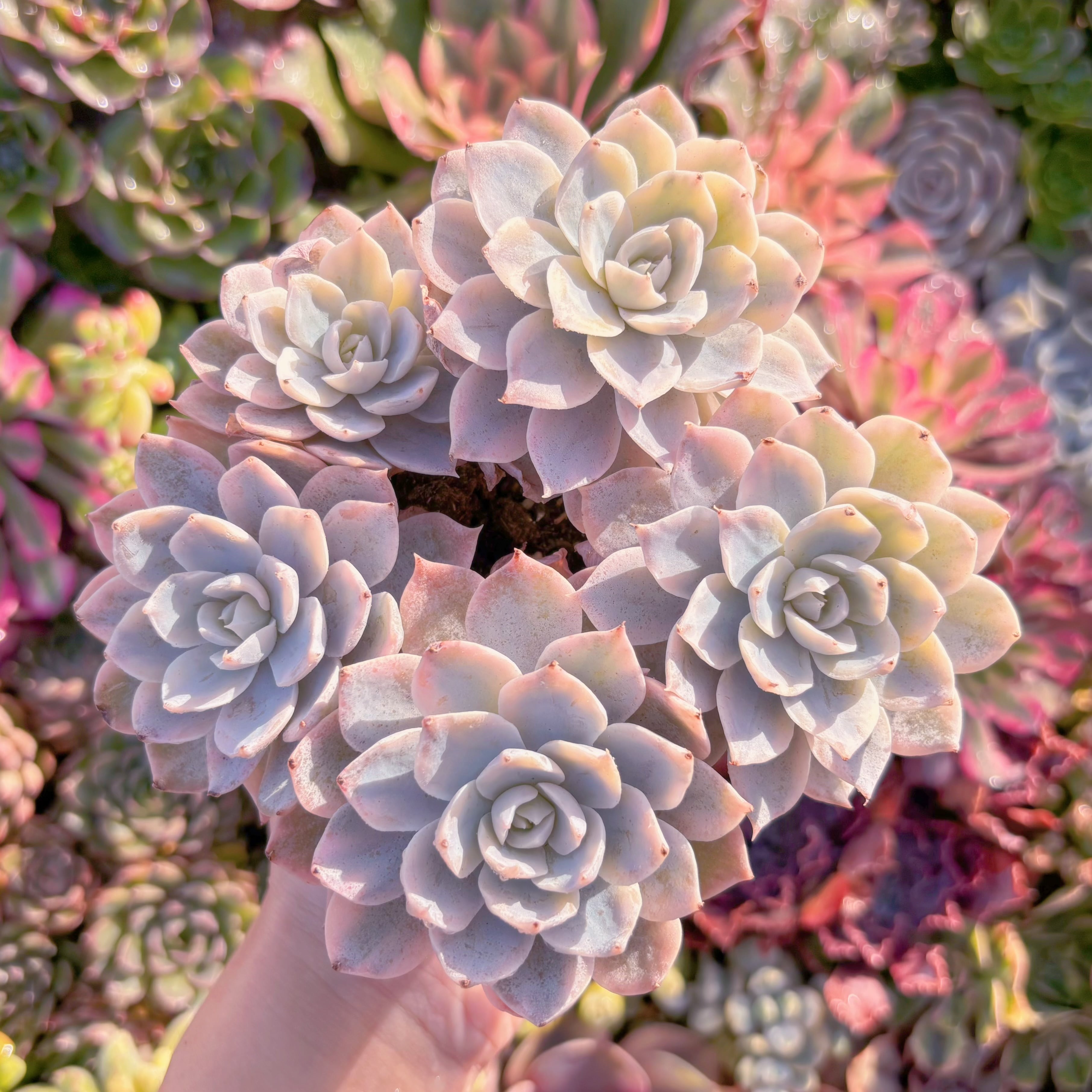 多肉植物　サブセシリス錦　大群生　新入荷　るる農園