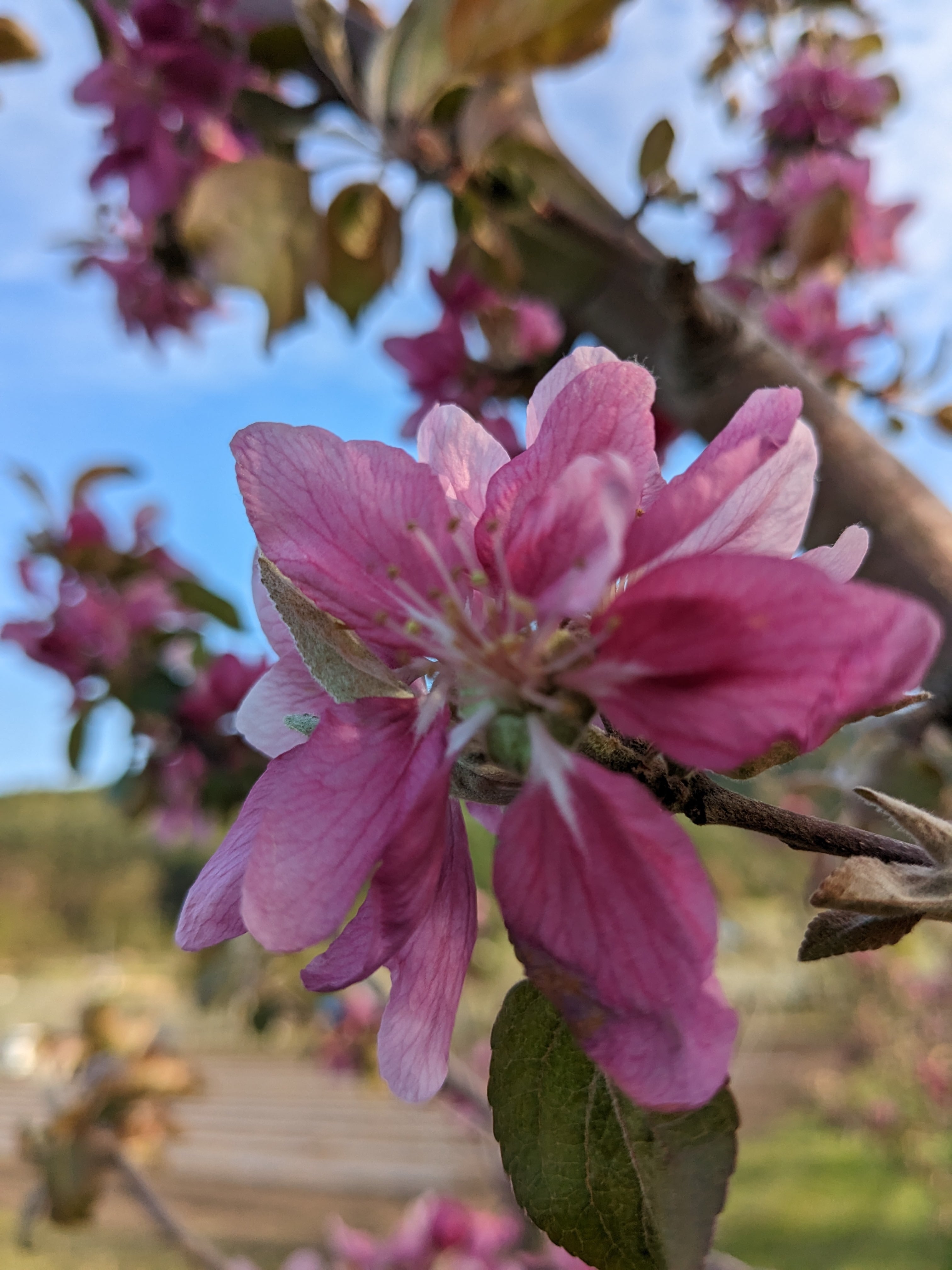 林檎微発泡 330ml | 霧訪山シードル直営ショップ