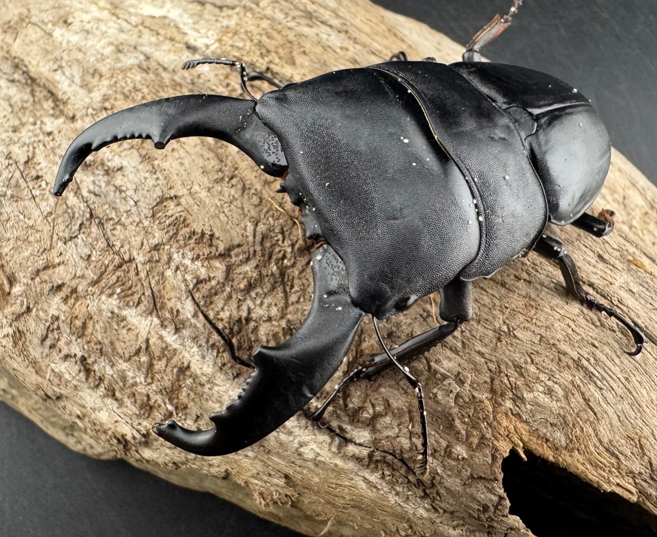 【WD】《スラウェシオオヒラタ 南スラウェシ産 81mm A’品ペア》