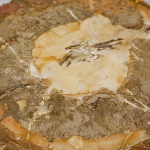 ペトリファイドウッド / スライス プレート【3】