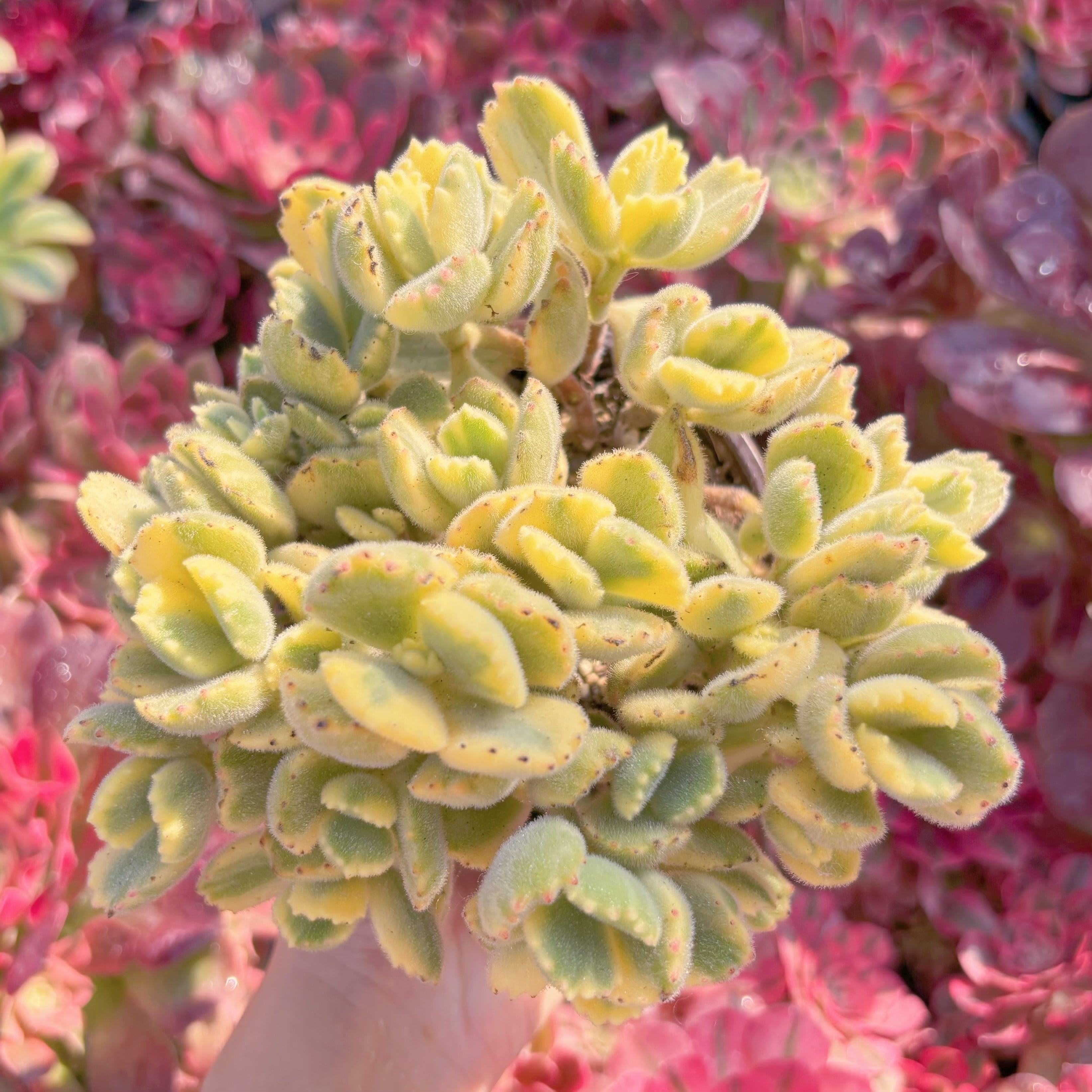 現品　白熊#M120　大群生　新入荷　るる農園