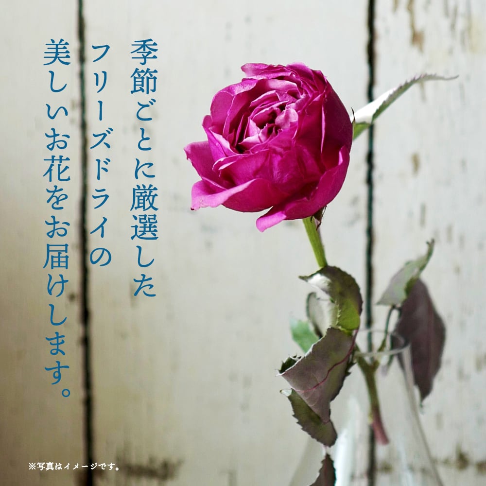 水のいらない花 ゼロフラワー「花いちりん」 | 花と植物のフラワー