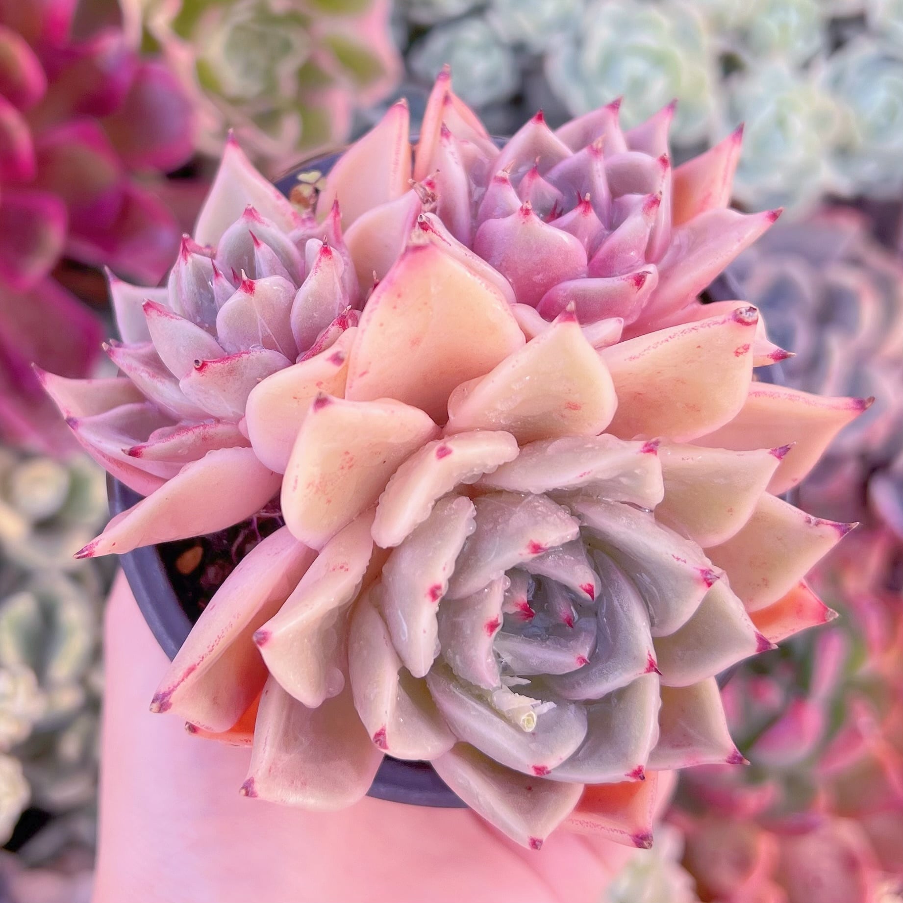 現品　secret rose#C58　新入荷　るる農園