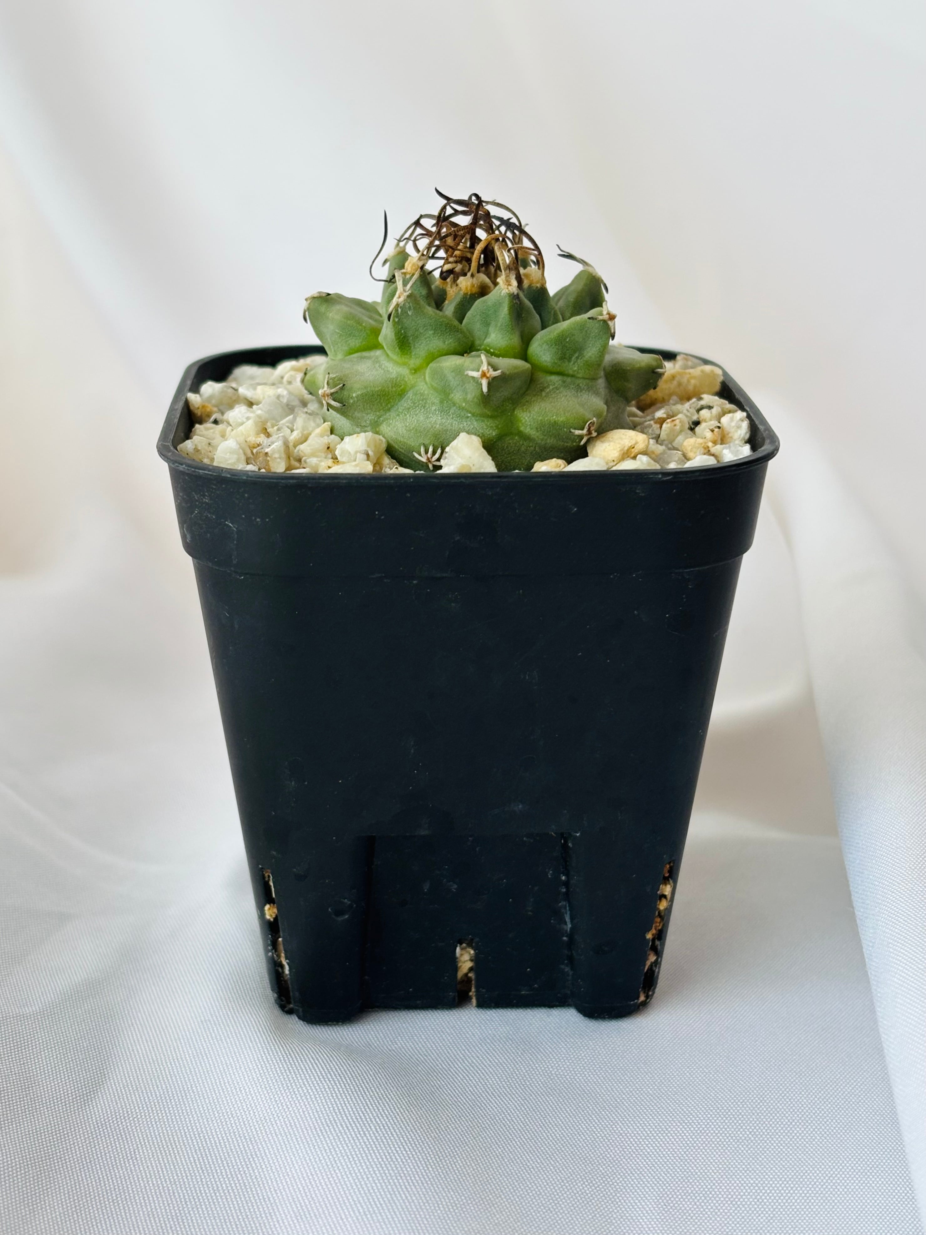 Turbinicarpus alonsoi ツルビニカルプス アロンソイ サボテン