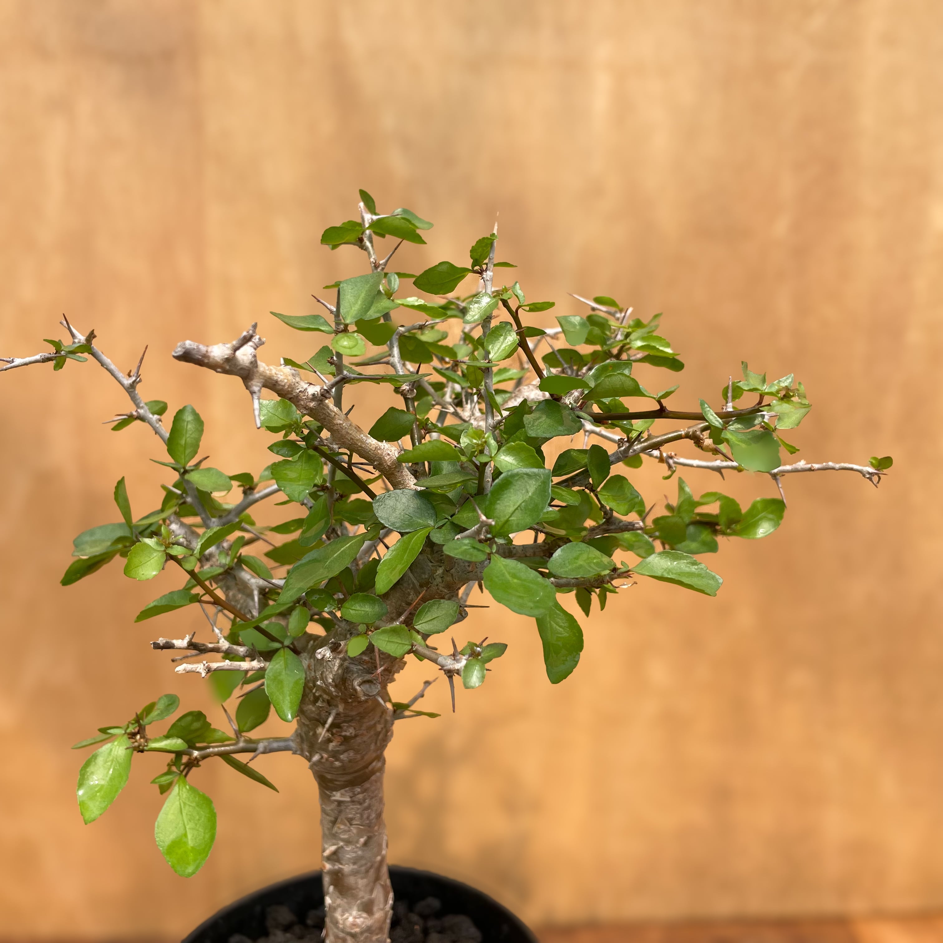 Commiphora simpliciforia【コミフォラ・シンプリキフォリア