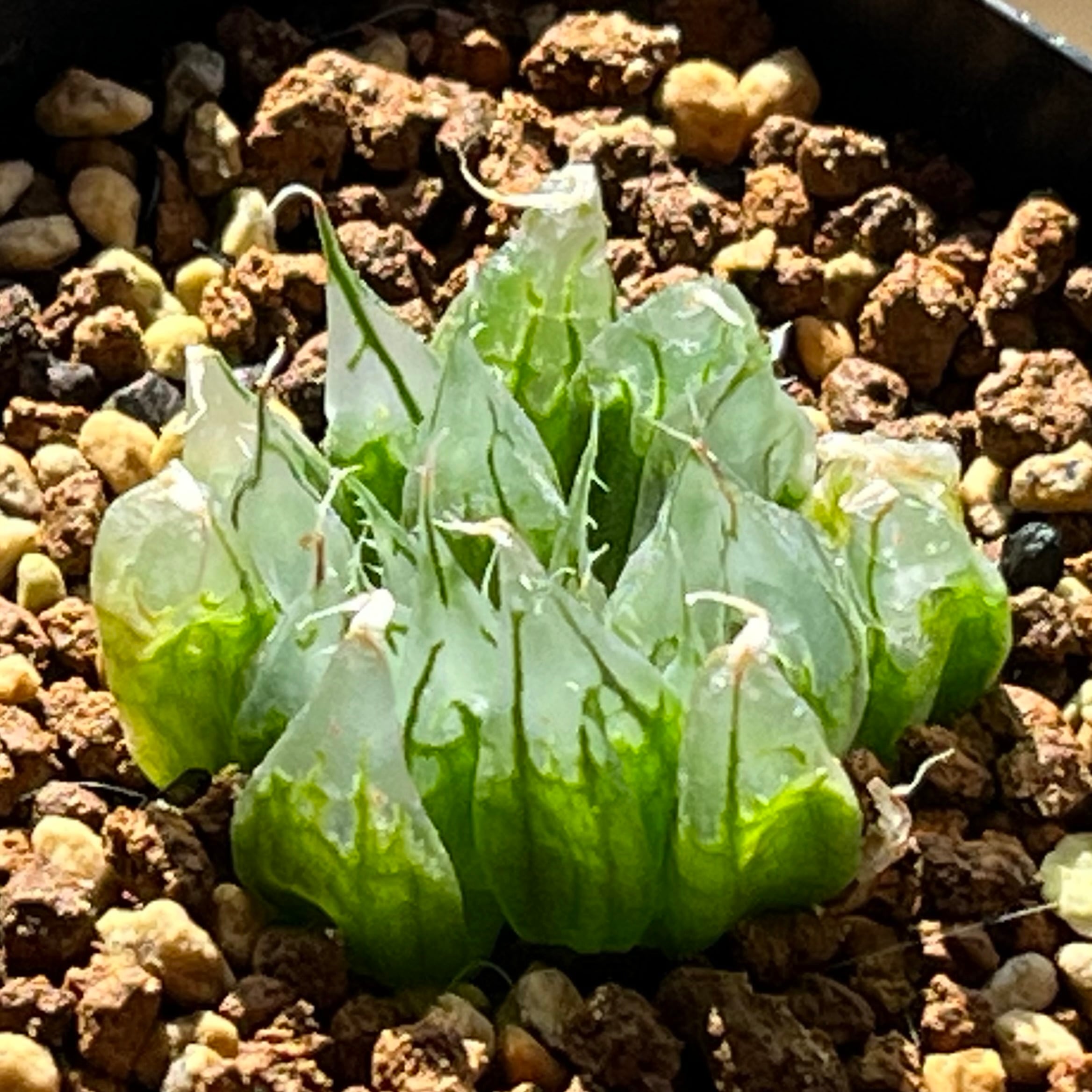 ハオルチア B型コンプトミュータント錦 | mocono_plants