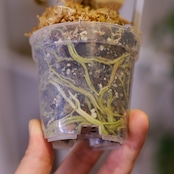 観葉植物の土『 I'm original SOIL 』∣6種類の厳選素材∣清潔で虫が湧きにくい∣アンスリウム・モンステラに最適∣選べる2サイズ!(2L・10L)